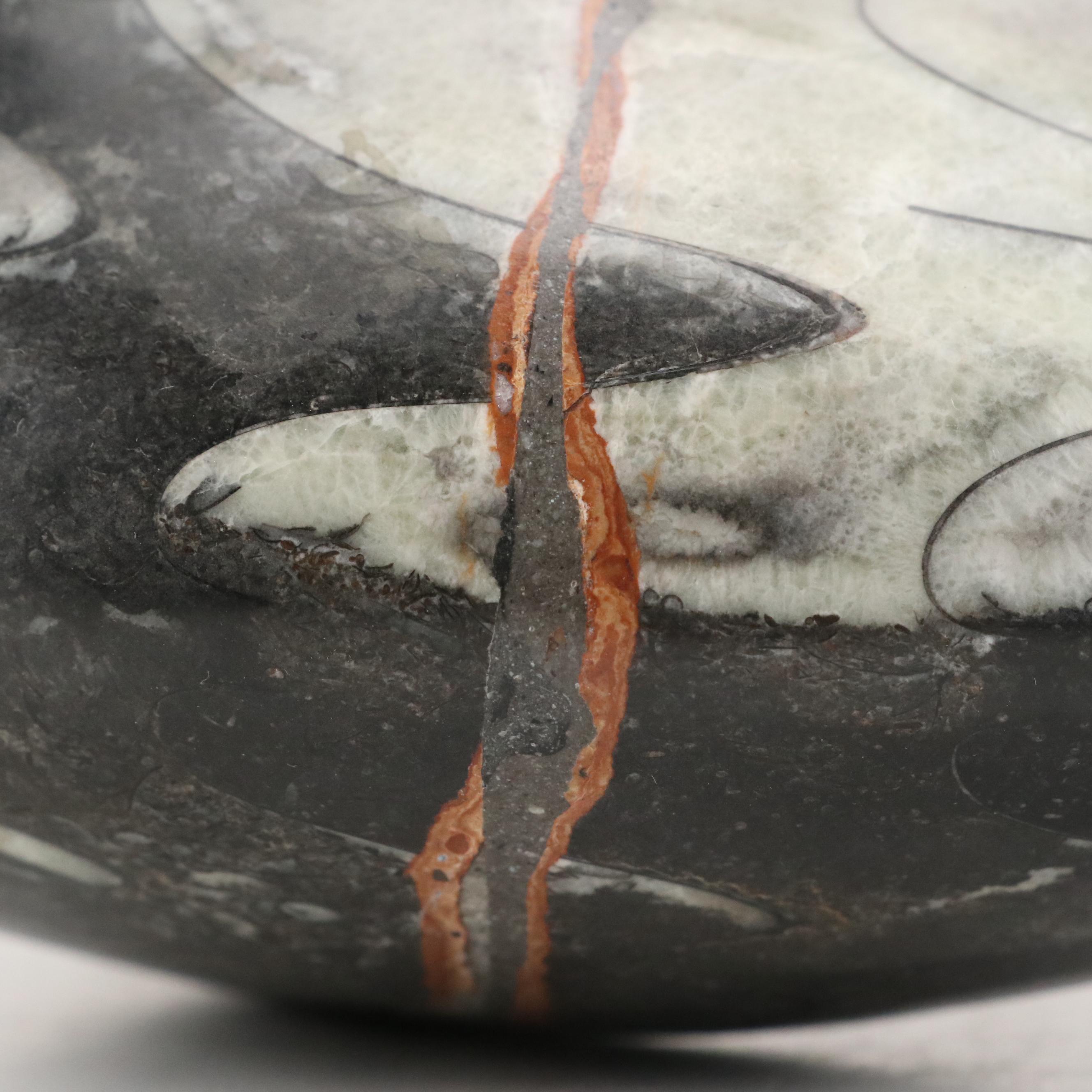 Polished Ammonite Fossil