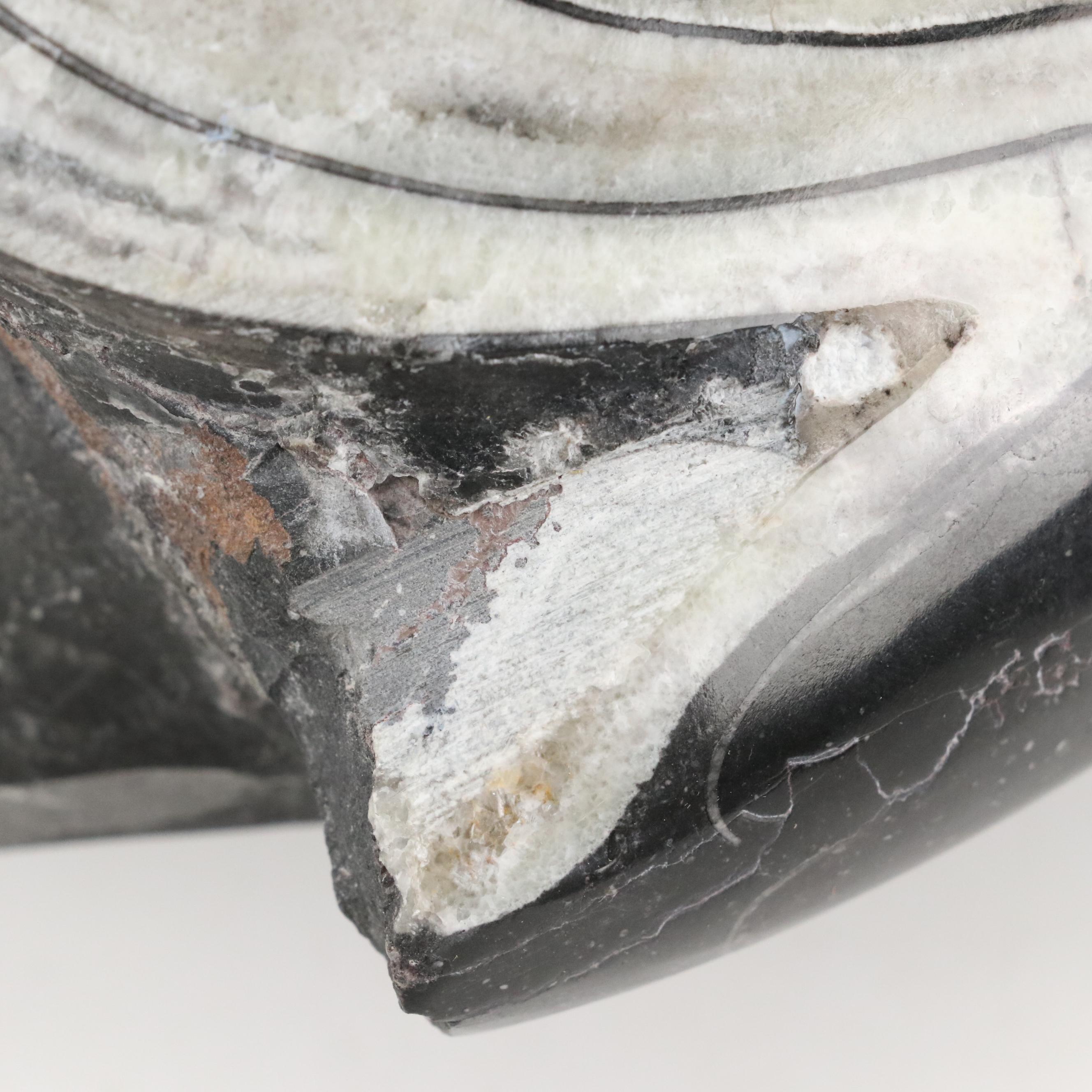 Polished Ammonite Fossil