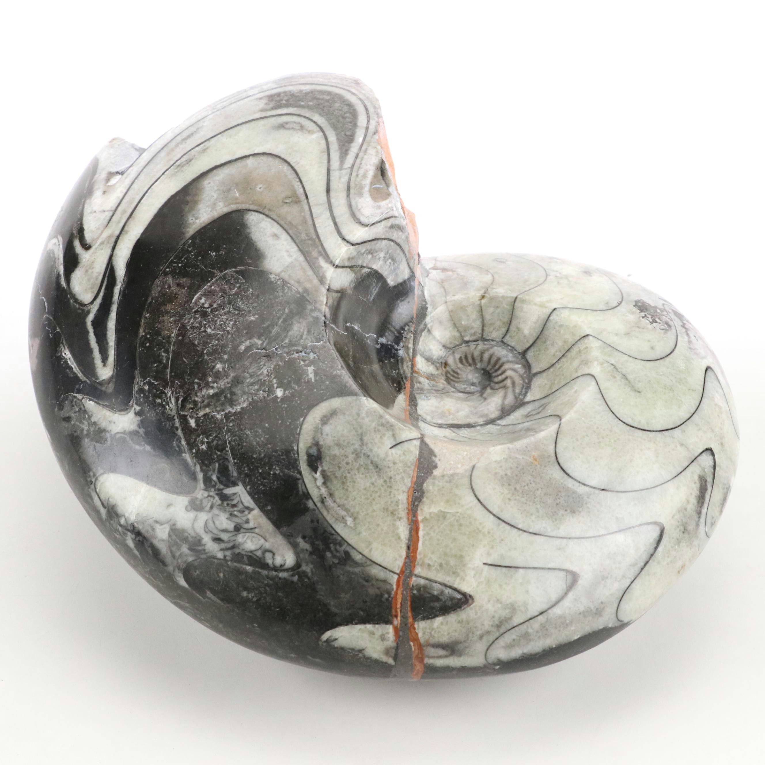 Polished Ammonite Fossil