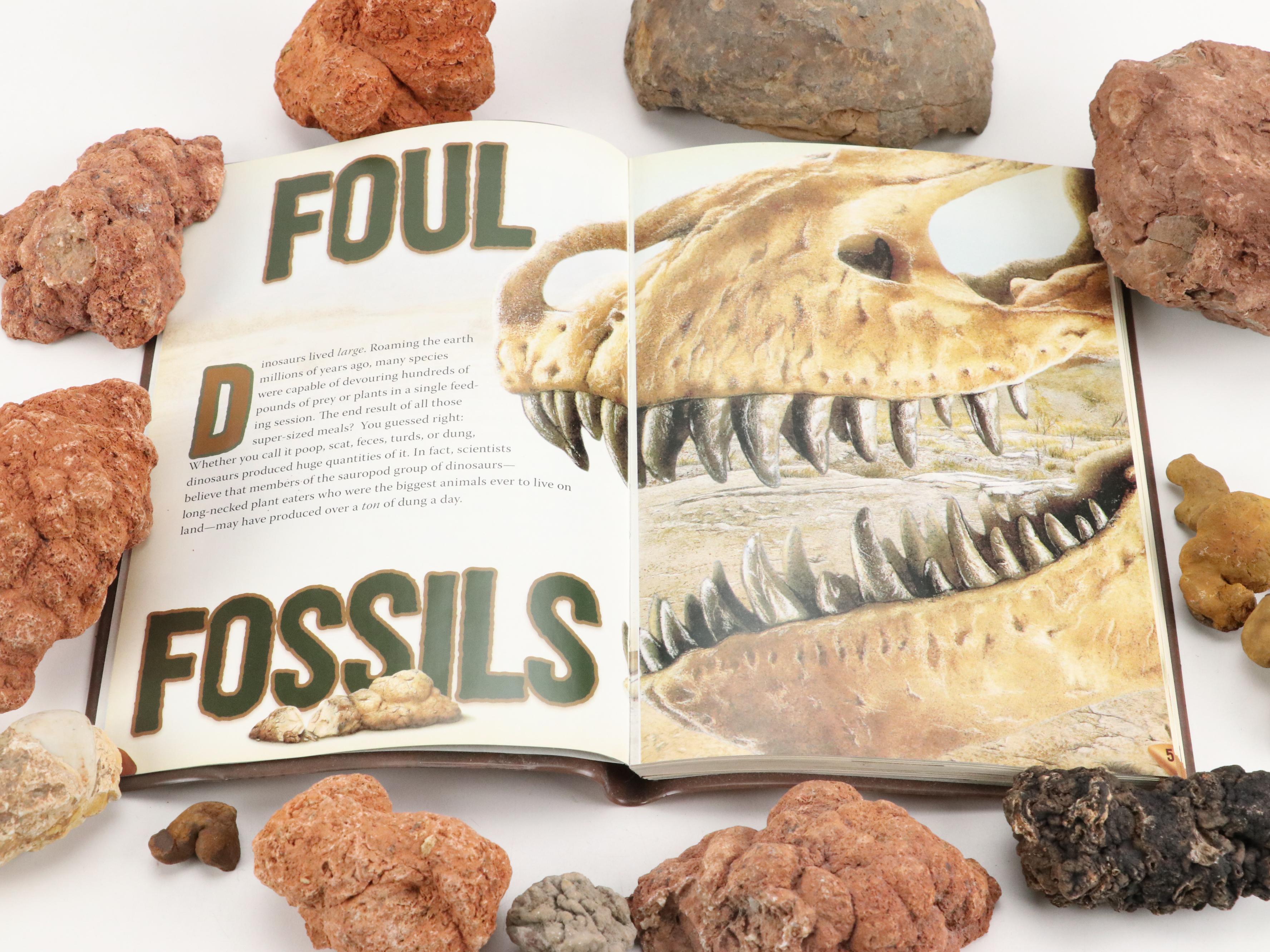 Coprolites with Scholastic "Dino Poop" Educational Book