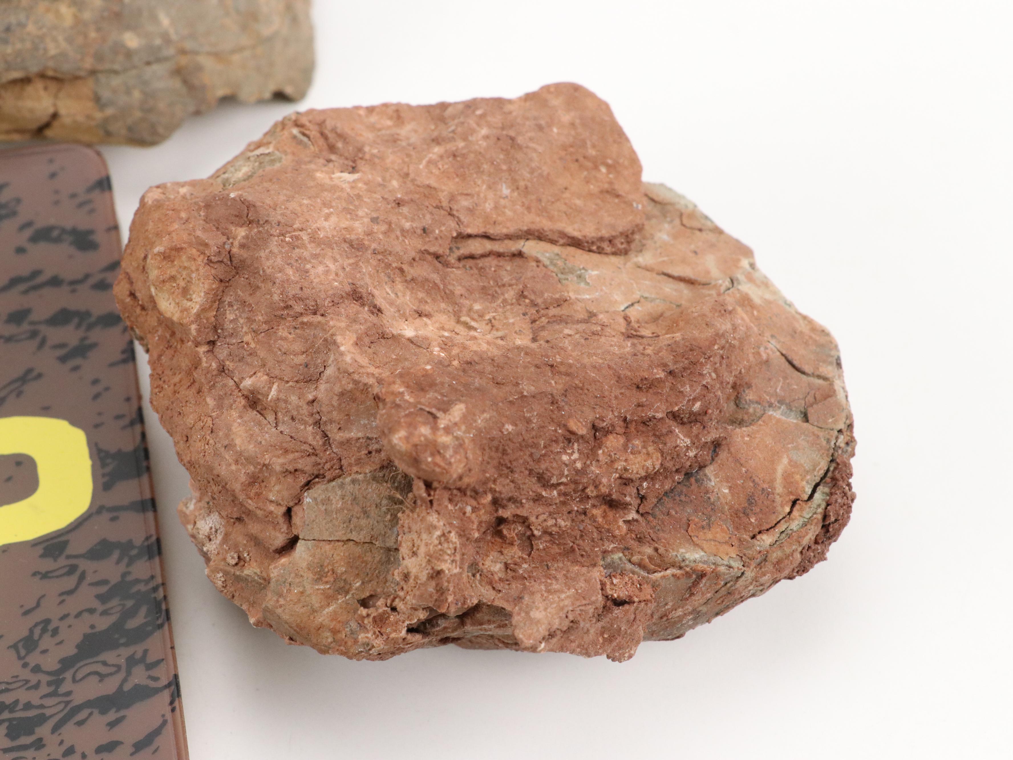 Coprolites with Scholastic "Dino Poop" Educational Book