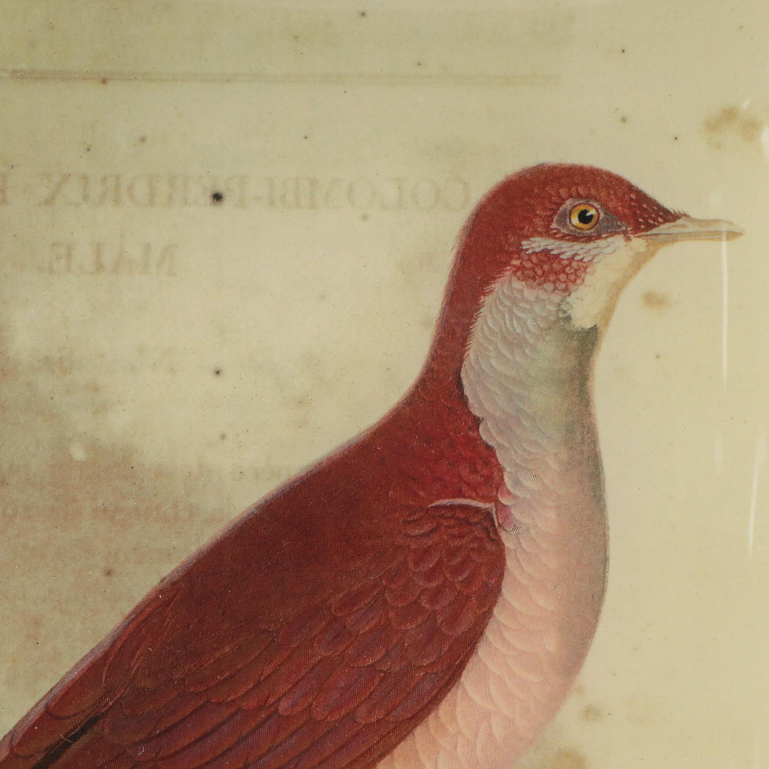 John Derian Botanical Decoupage Glass Tray