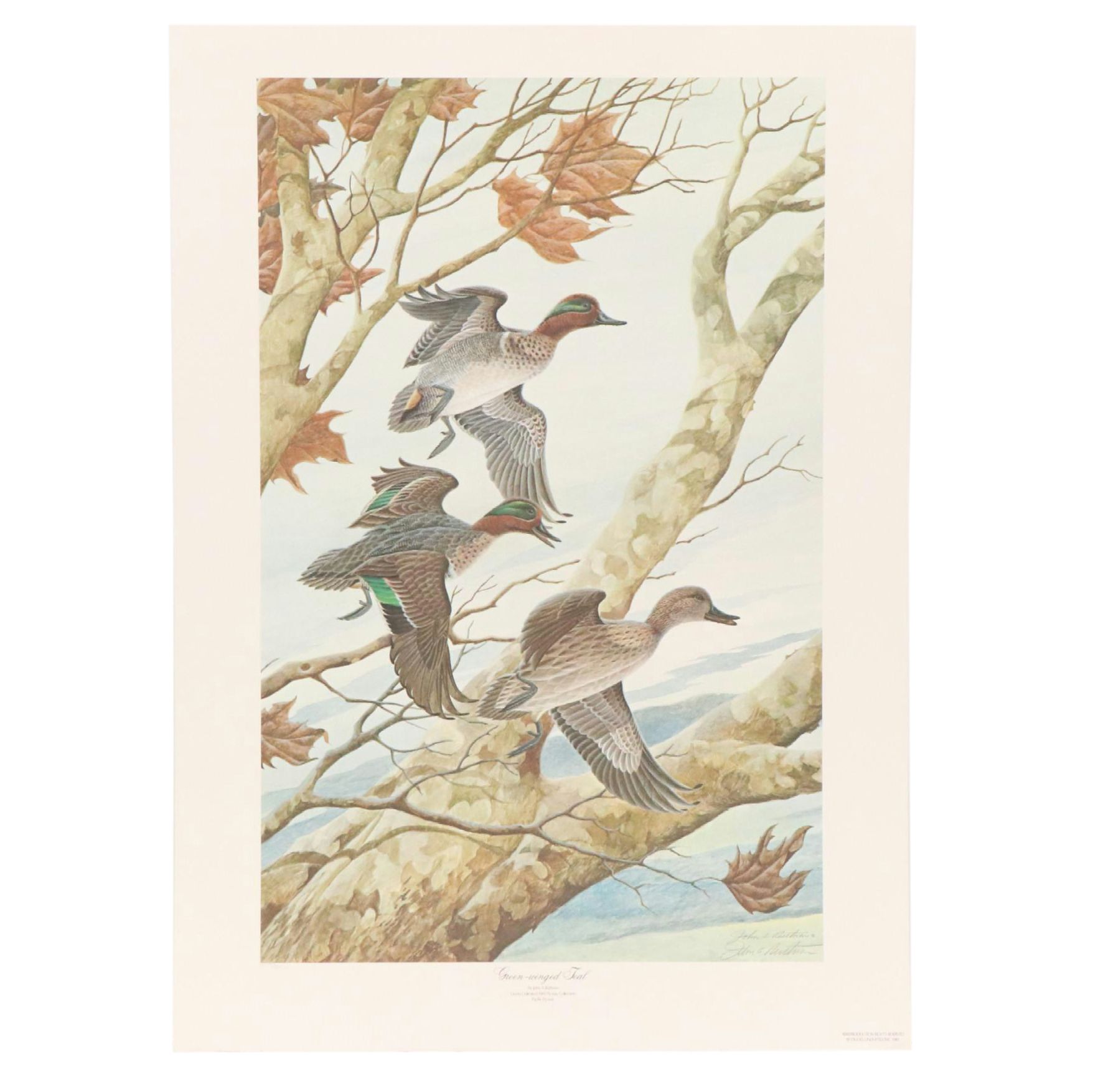 John A Ruthven for Ducks Unlimited Offset Lithograph "Green-Winged Teal," 1989