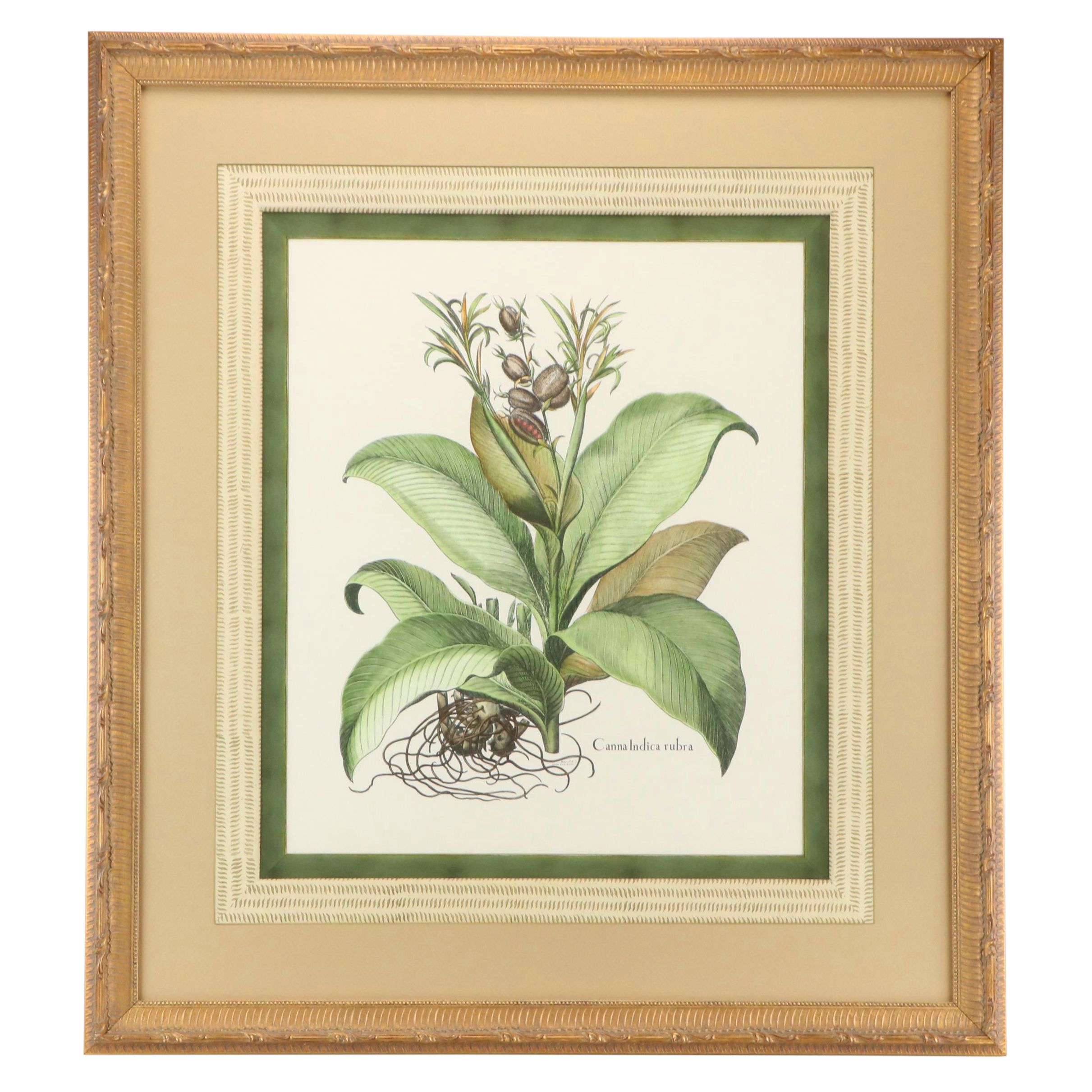 Botanical Hand-Colored Etching After Georg Dionysius Ehret "Canna Indica Rubra"