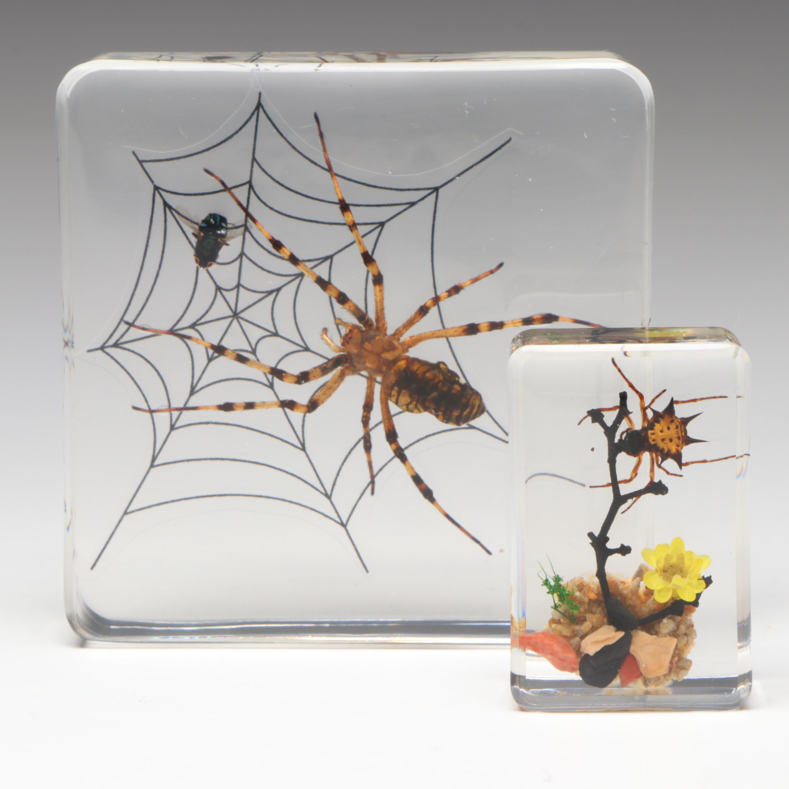 Taxidermy Acrylic Mount Orb-Weaver Spider and Spiny-Backed Spider Paperweights