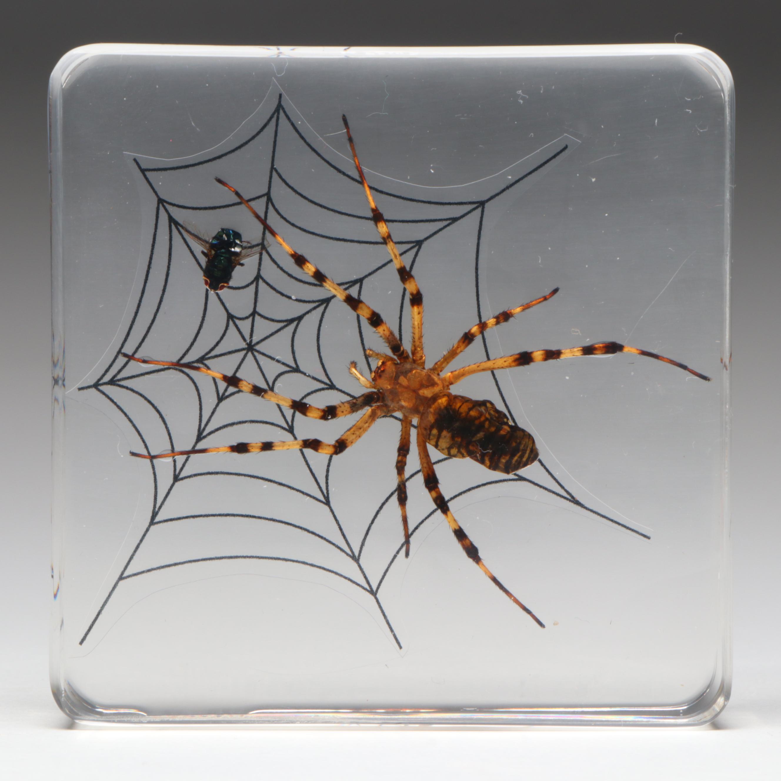 Taxidermy Acrylic Mount Orb-Weaver Spider and Spiny-Backed Spider Paperweights