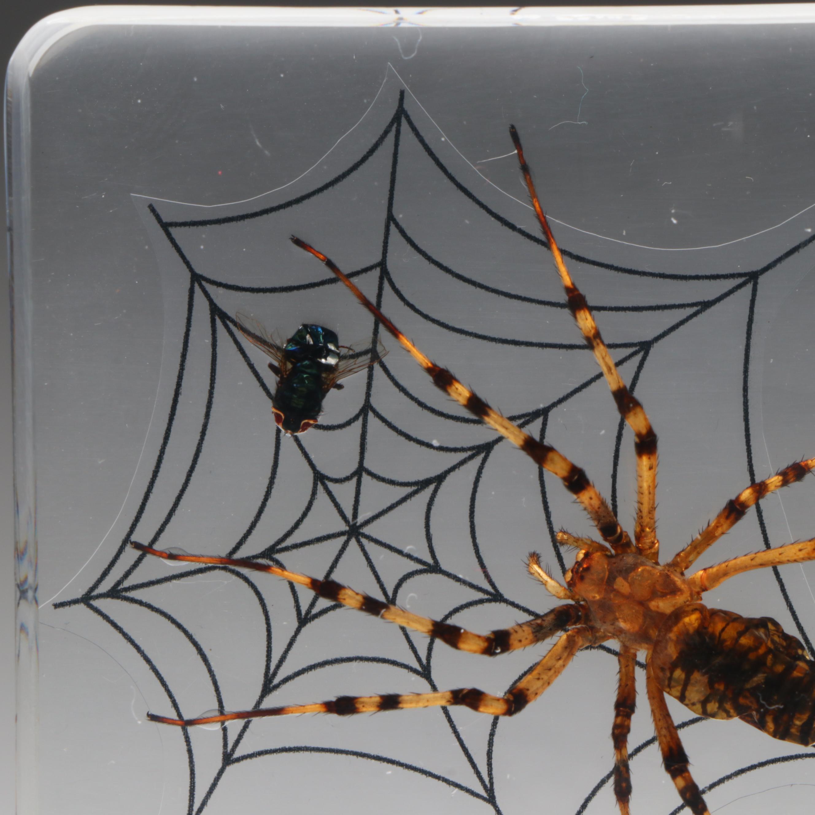 Taxidermy Acrylic Mount Orb-Weaver Spider and Spiny-Backed Spider Paperweights