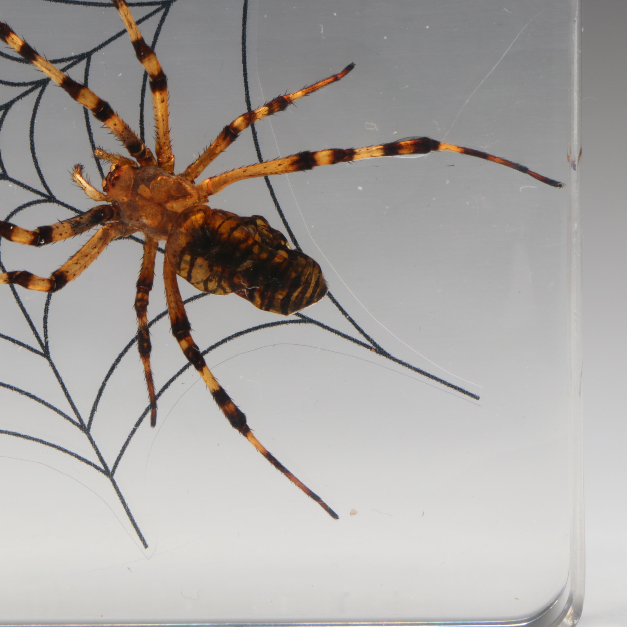 Taxidermy Acrylic Mount Orb-Weaver Spider and Spiny-Backed Spider Paperweights