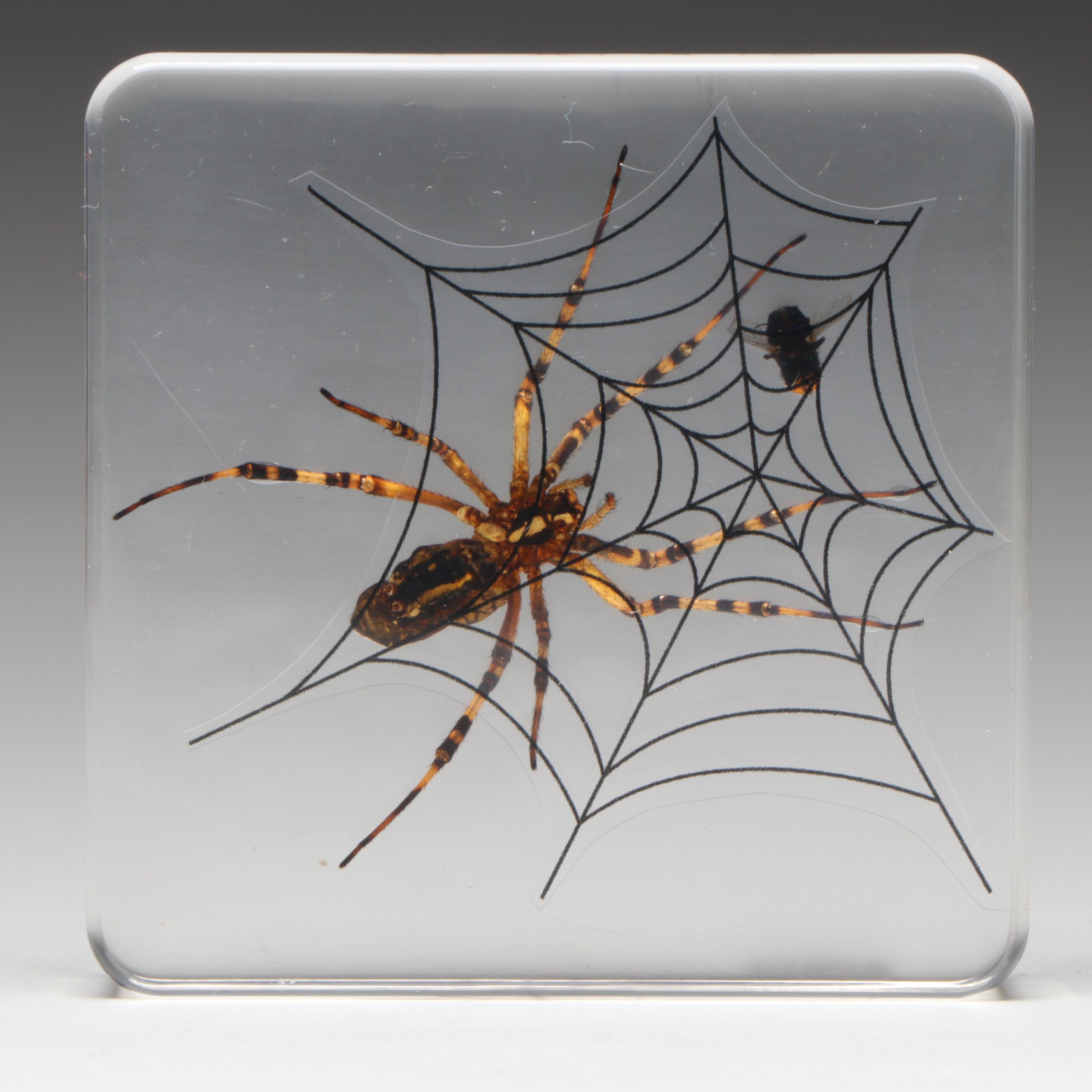 Taxidermy Acrylic Mount Orb-Weaver Spider and Spiny-Backed Spider Paperweights