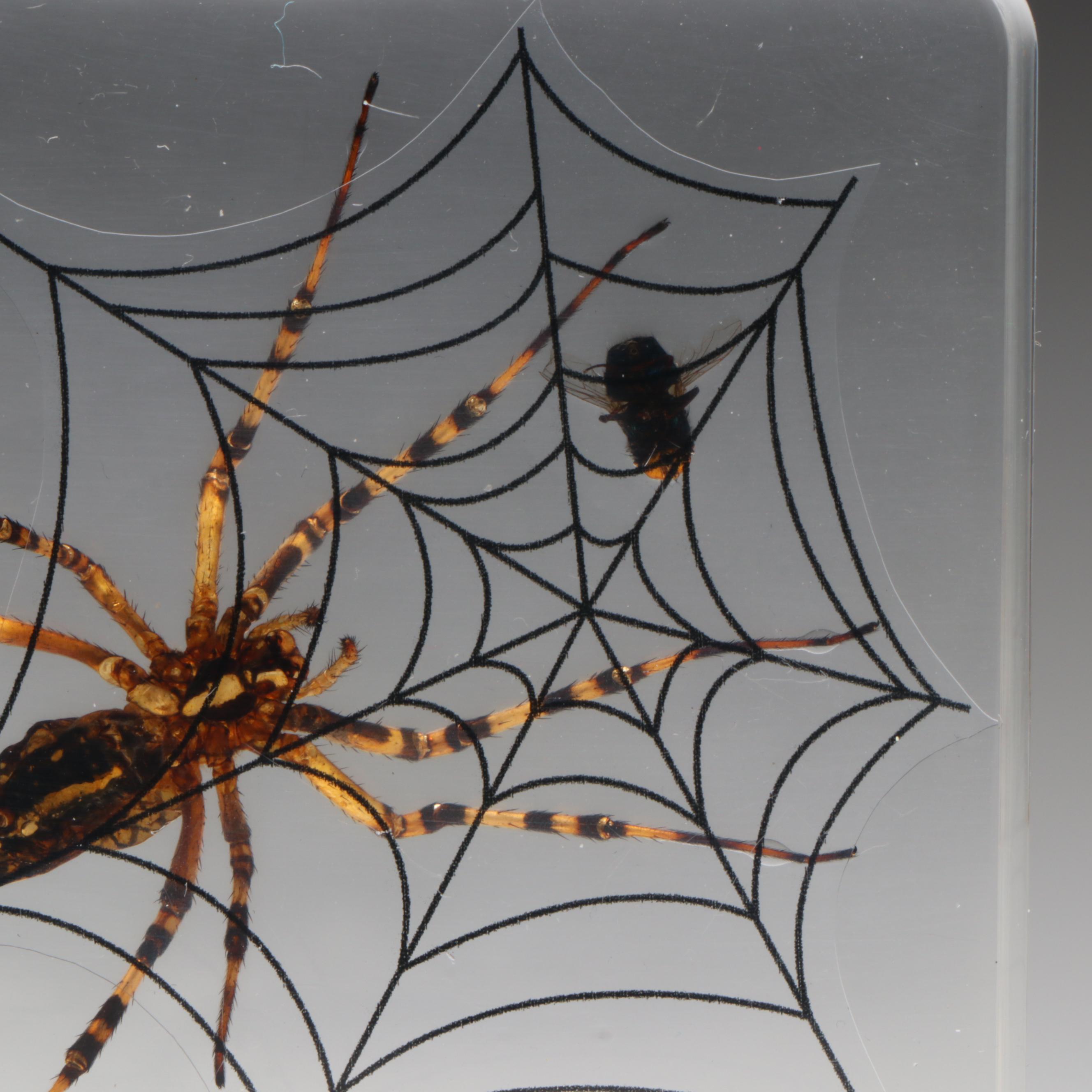 Taxidermy Acrylic Mount Orb-Weaver Spider and Spiny-Backed Spider Paperweights