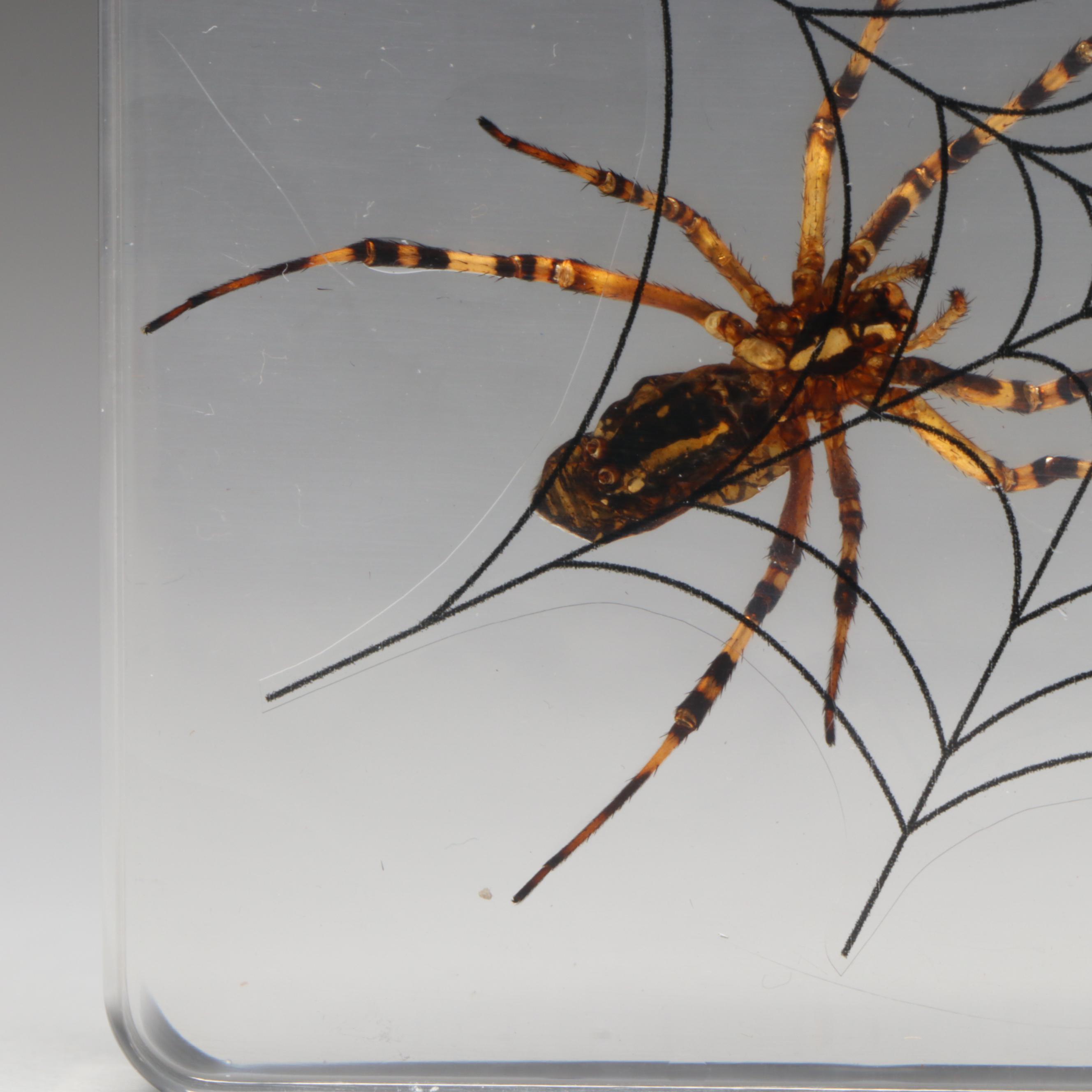 Taxidermy Acrylic Mount Orb-Weaver Spider and Spiny-Backed Spider Paperweights