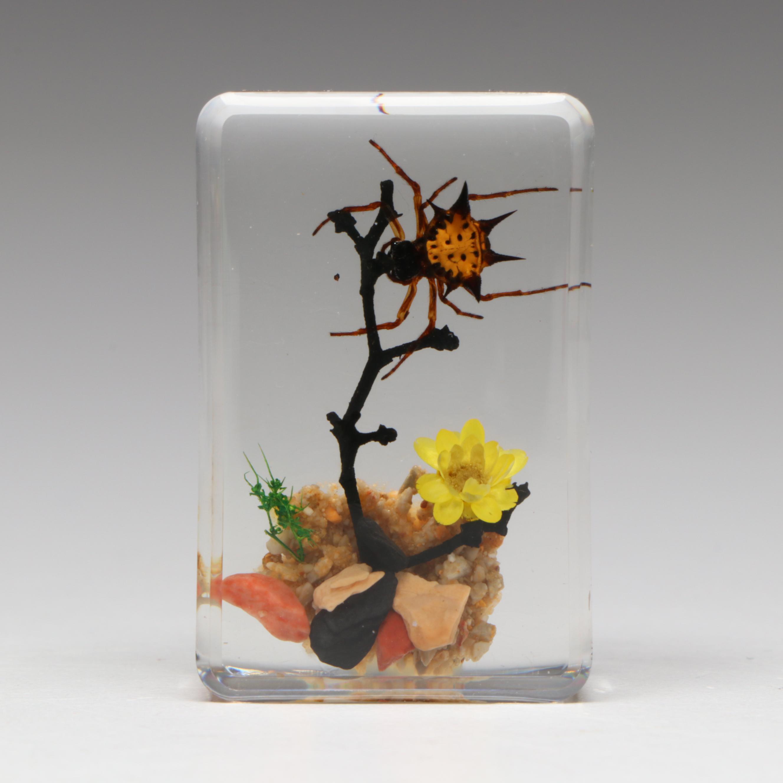 Taxidermy Acrylic Mount Orb-Weaver Spider and Spiny-Backed Spider Paperweights