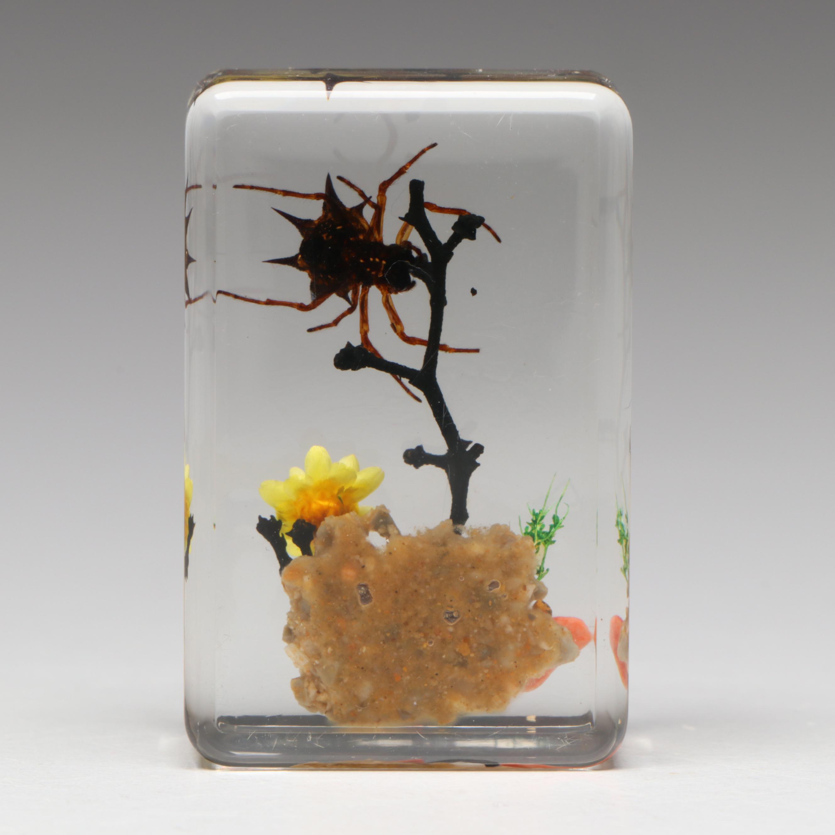 Taxidermy Acrylic Mount Orb-Weaver Spider and Spiny-Backed Spider Paperweights