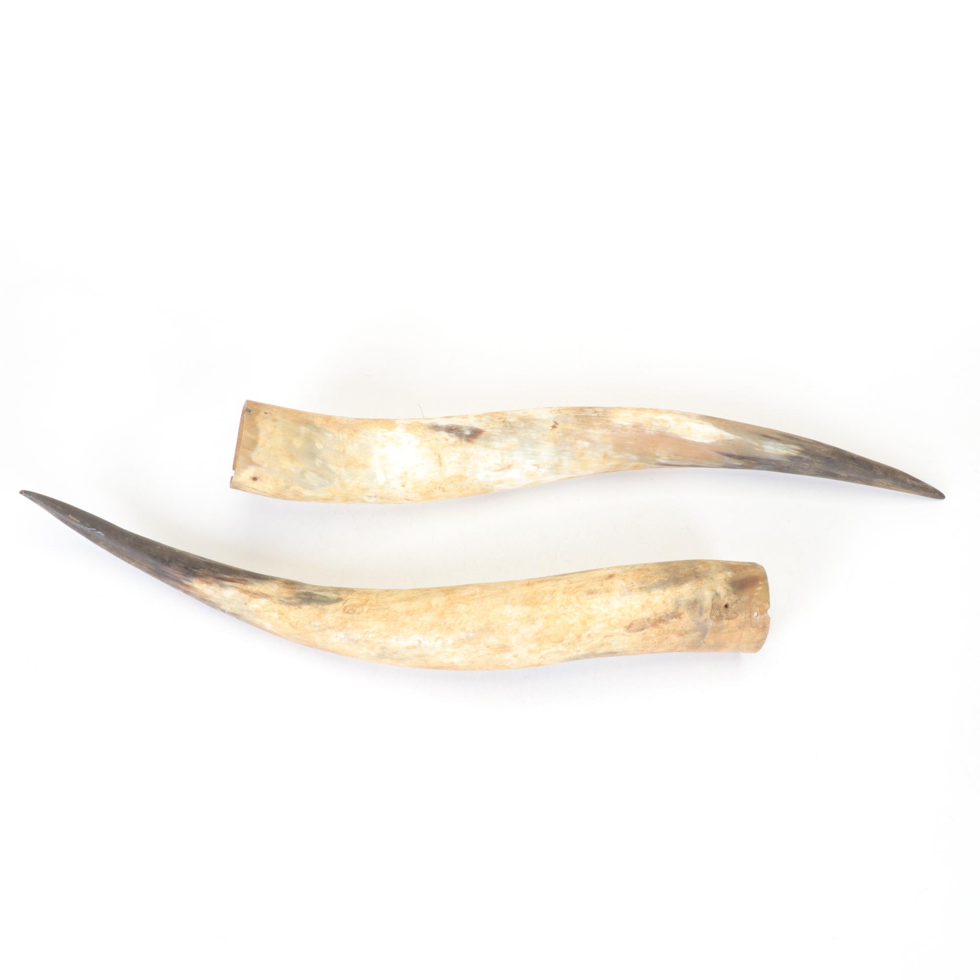 Longhorn Steer Horns