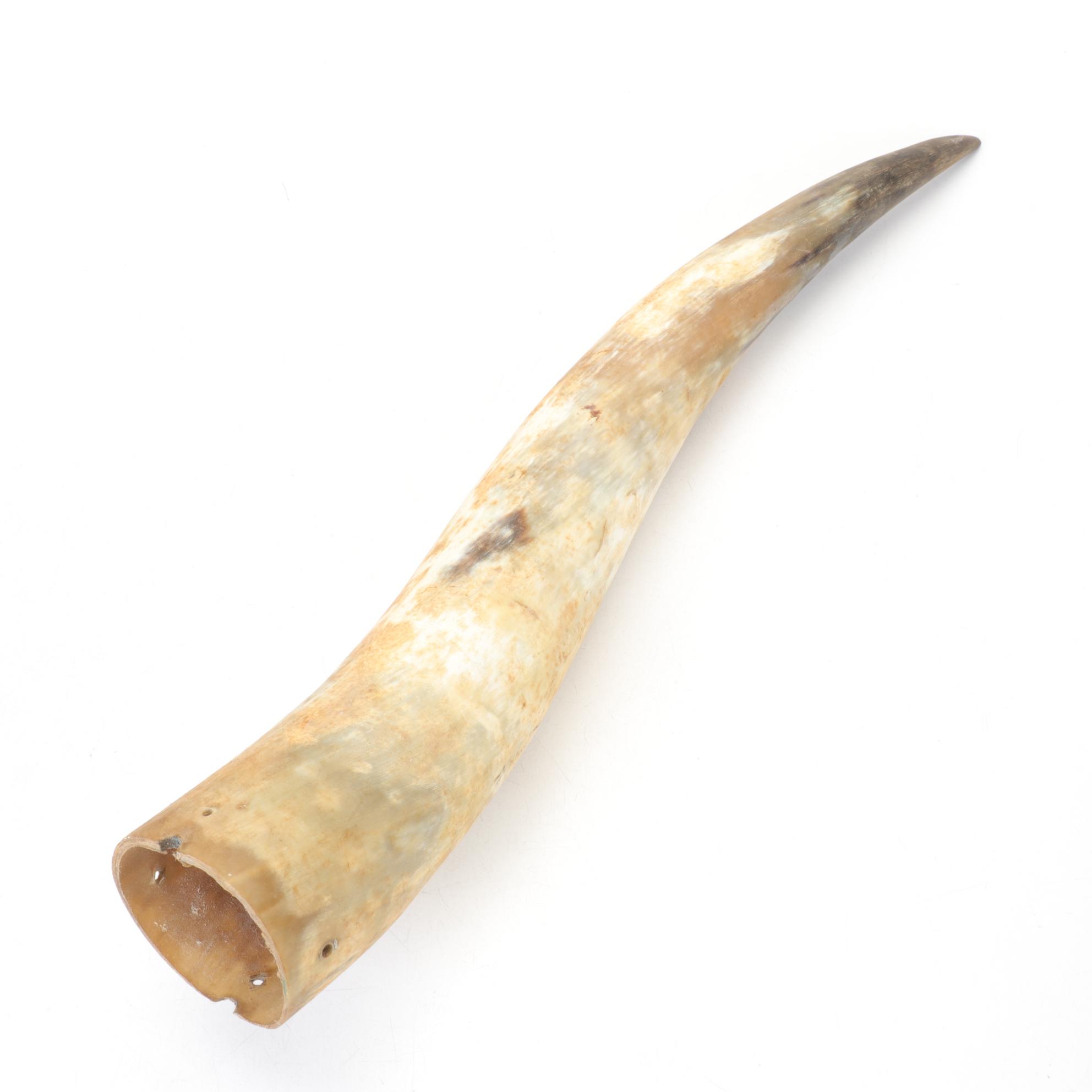 Longhorn Steer Horns