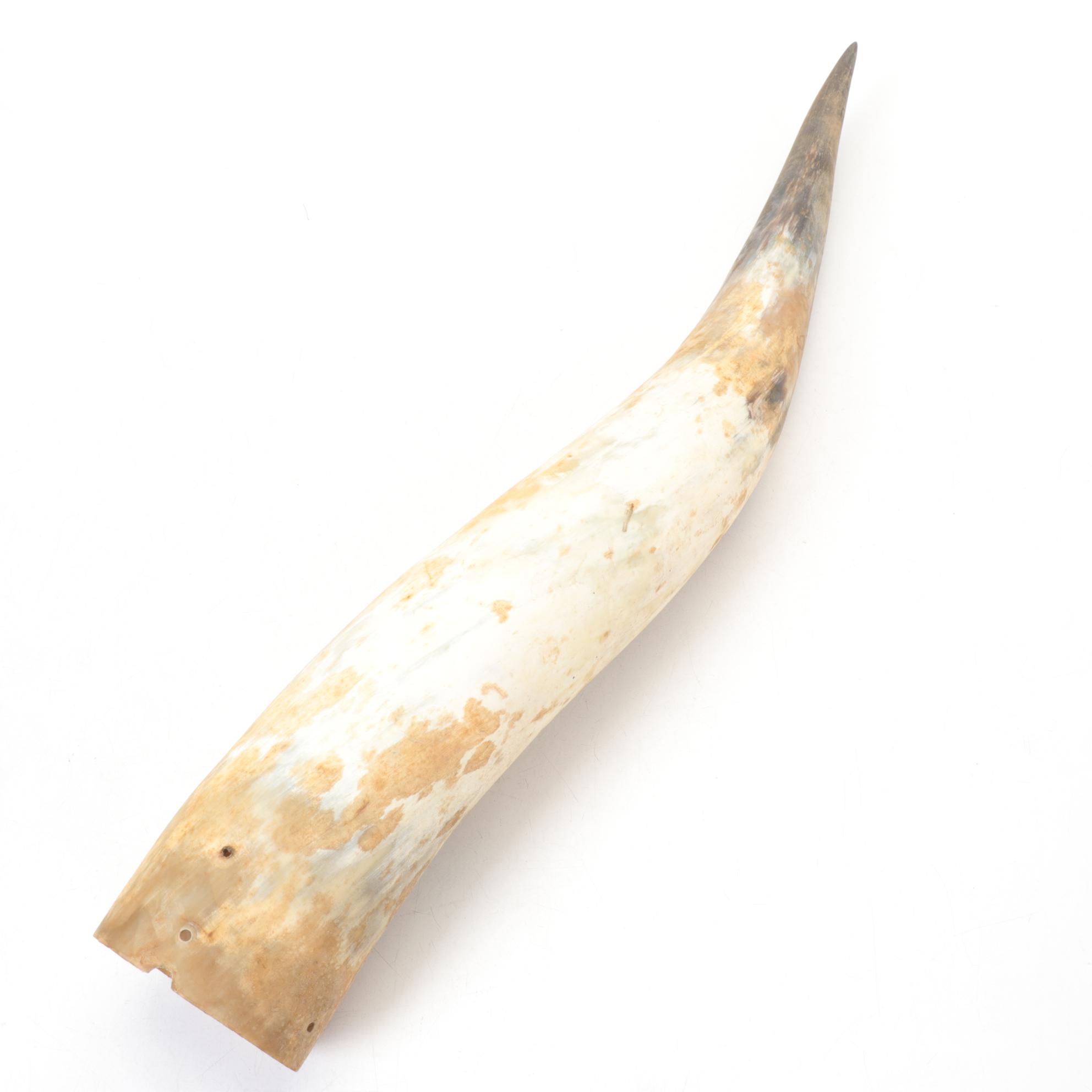 Longhorn Steer Horns