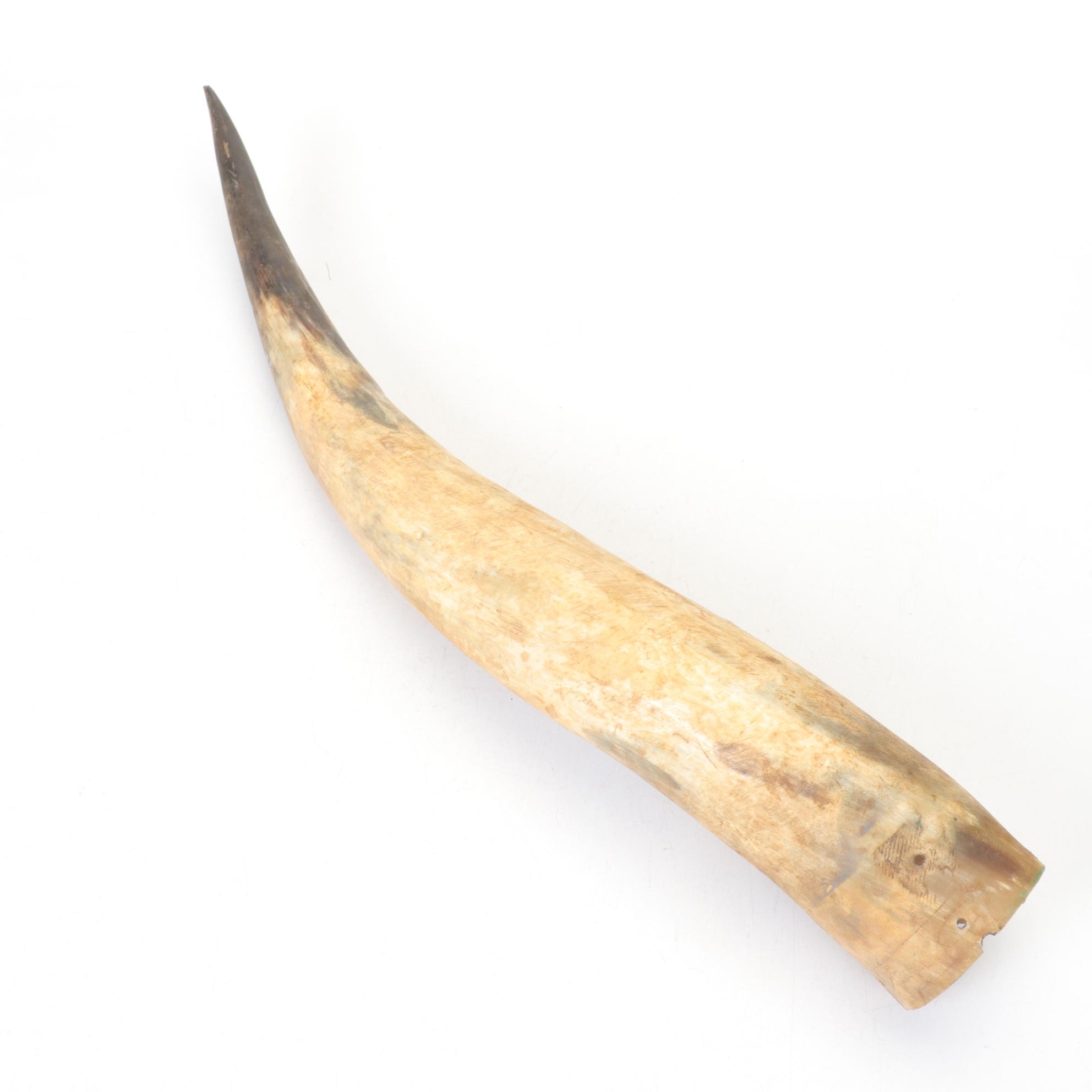 Longhorn Steer Horns