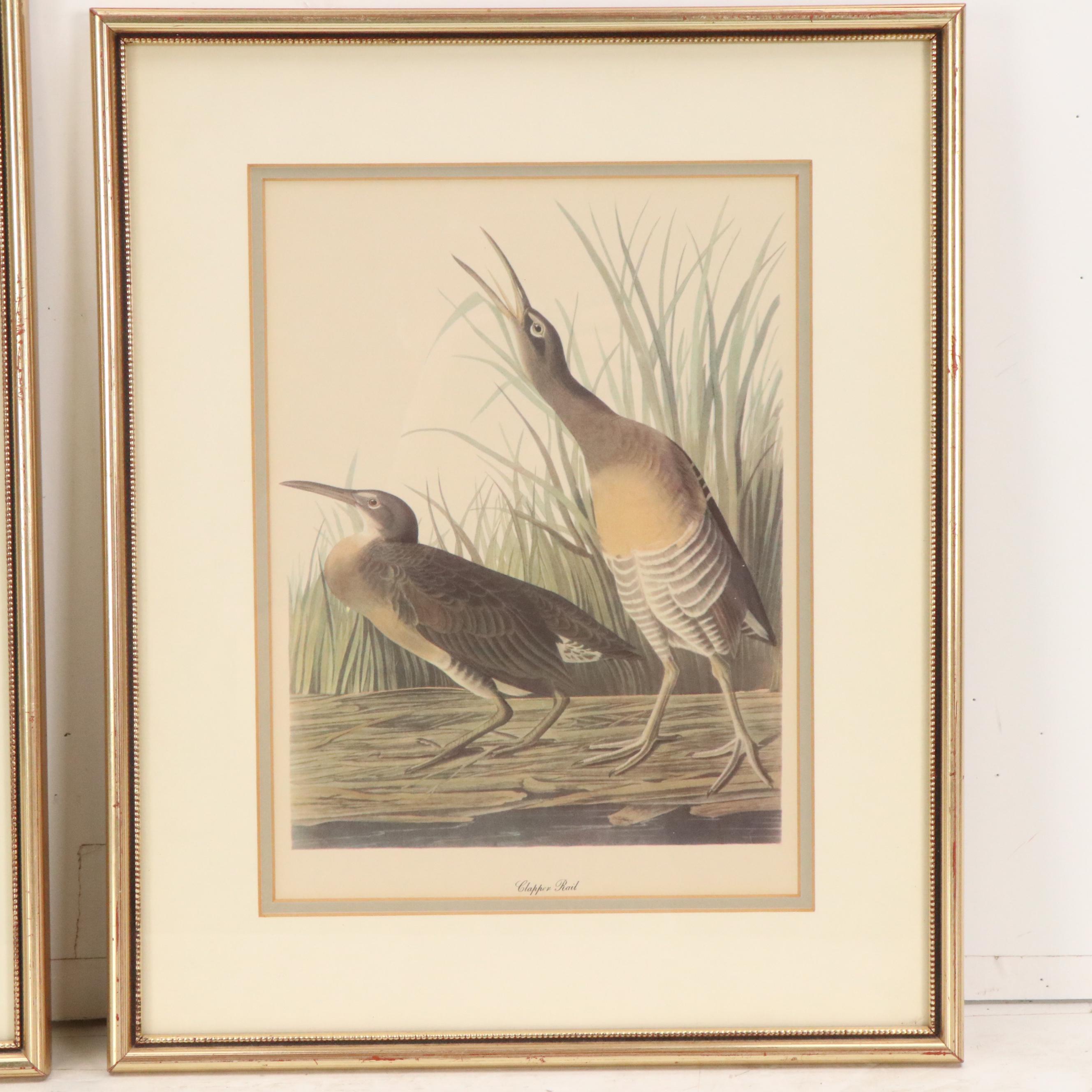 Offset Lithographs After John James Audubon, 20th Century