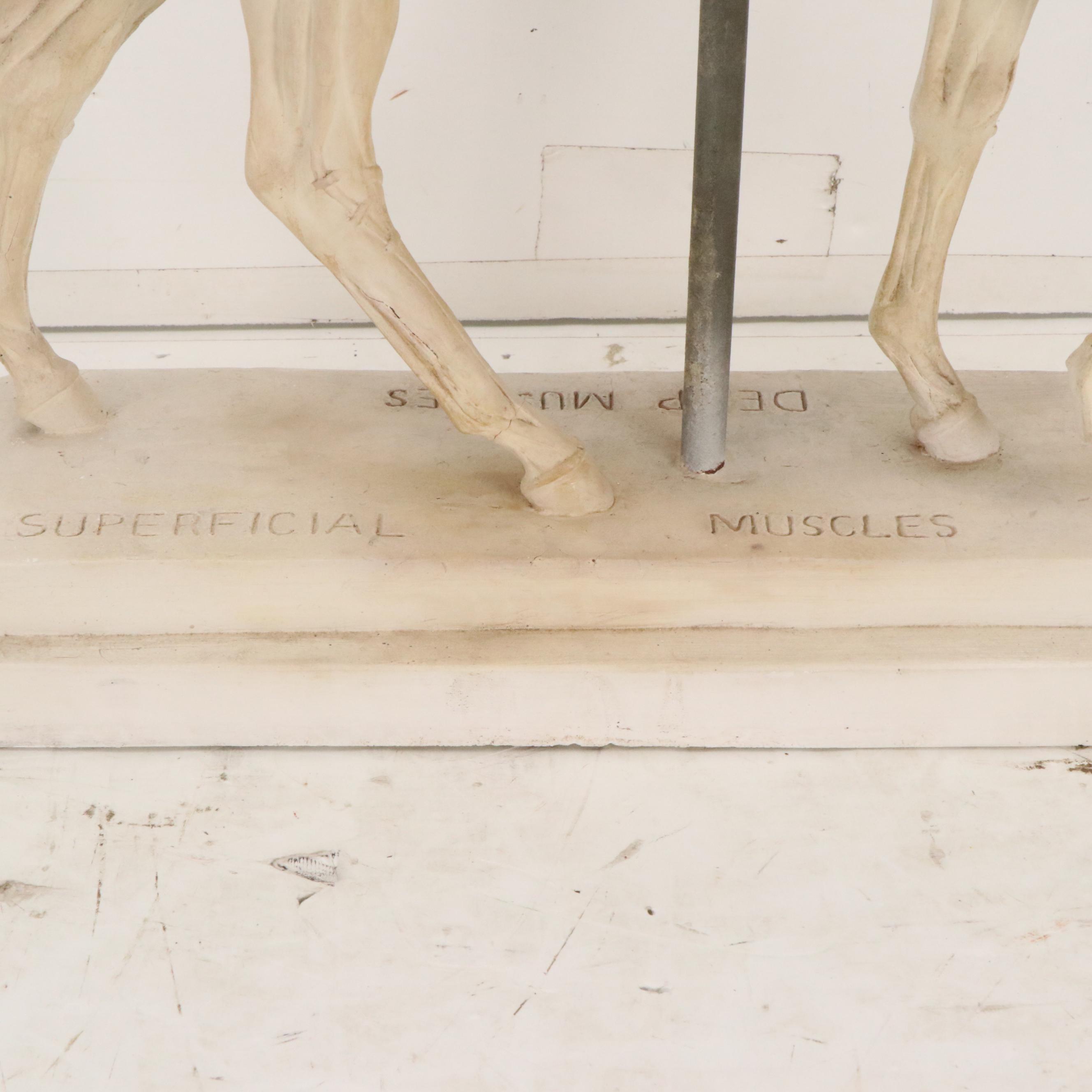 Plaster Horse Muscle Anatomy Model, 1944