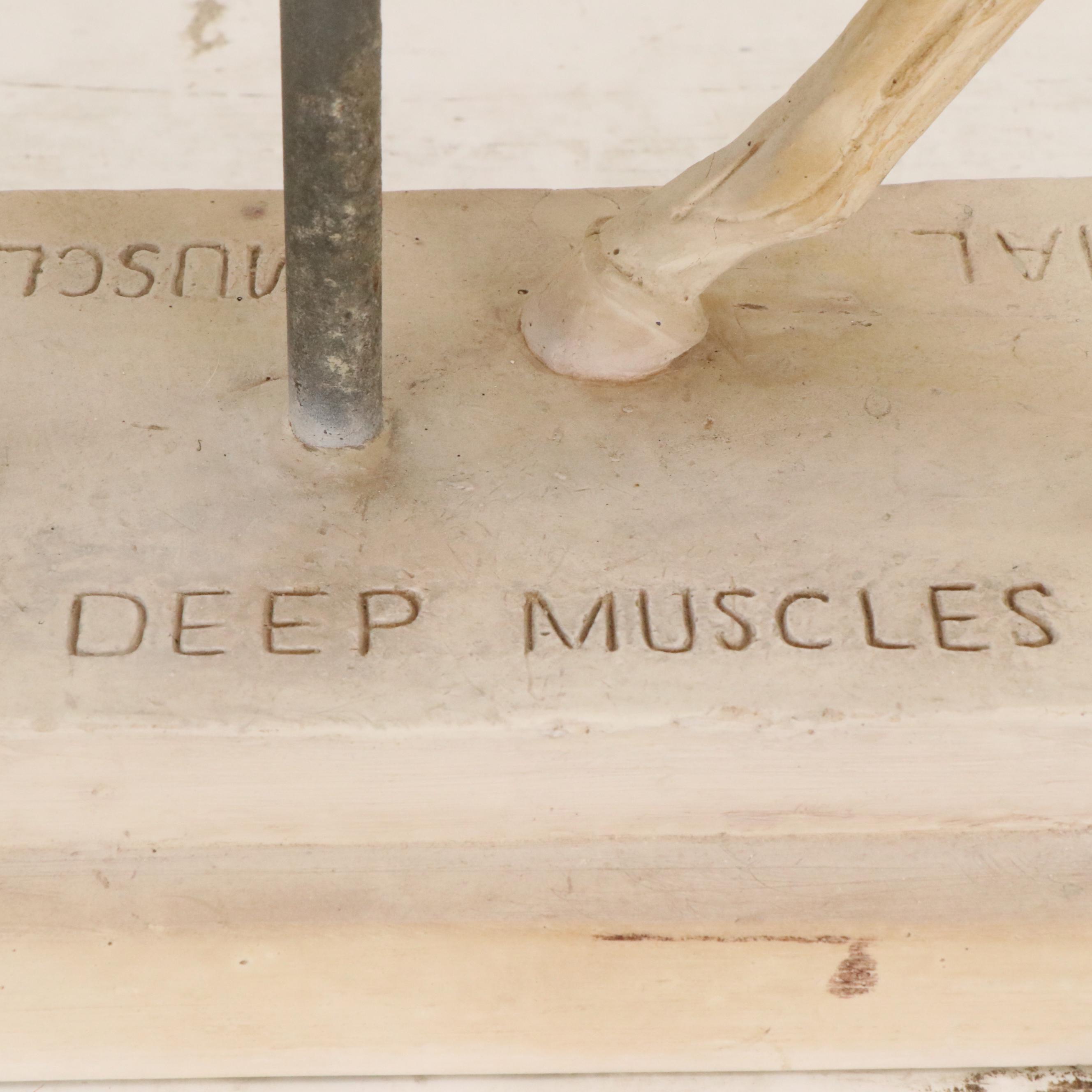 Plaster Horse Muscle Anatomy Model, 1944