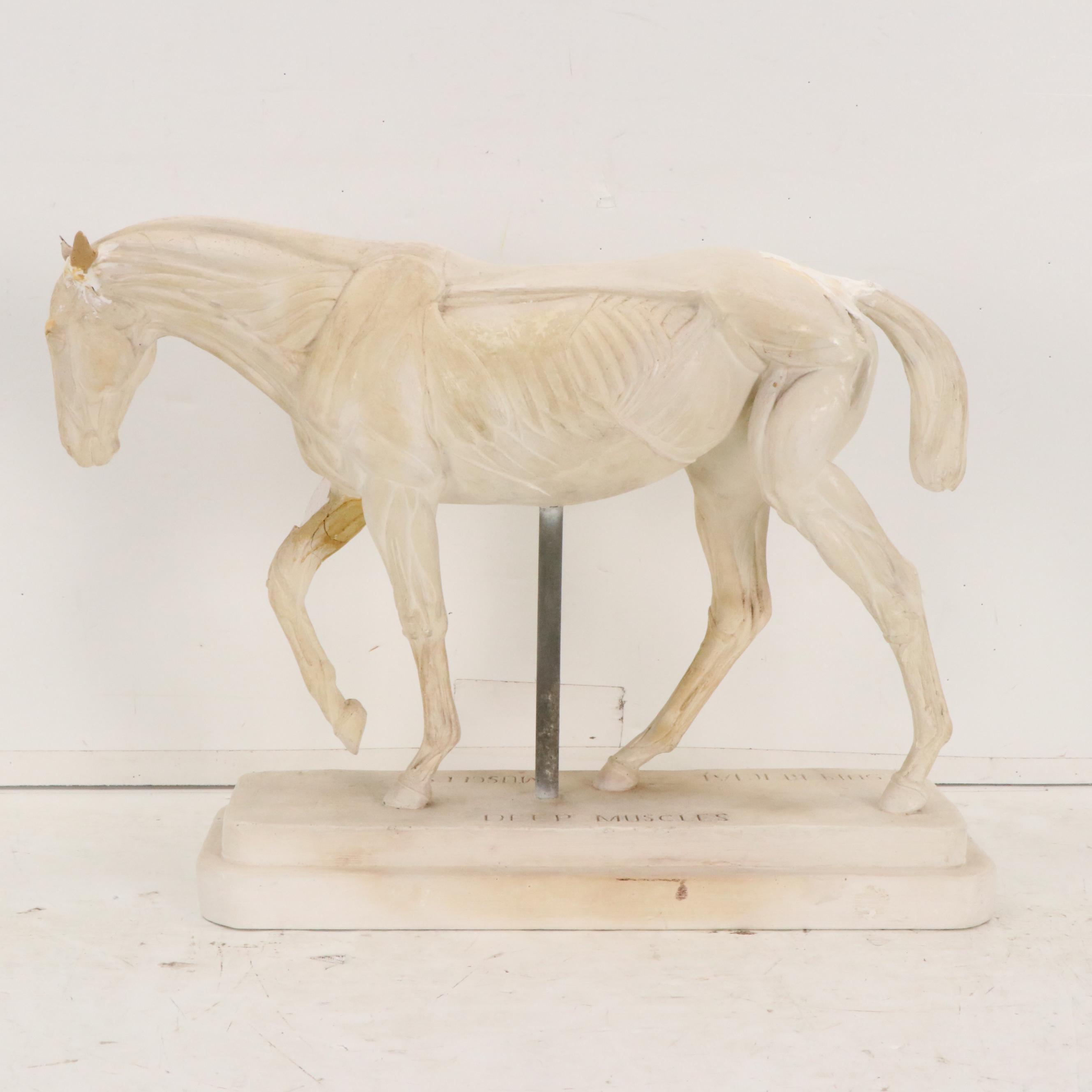 Plaster Horse Muscle Anatomy Model, 1944