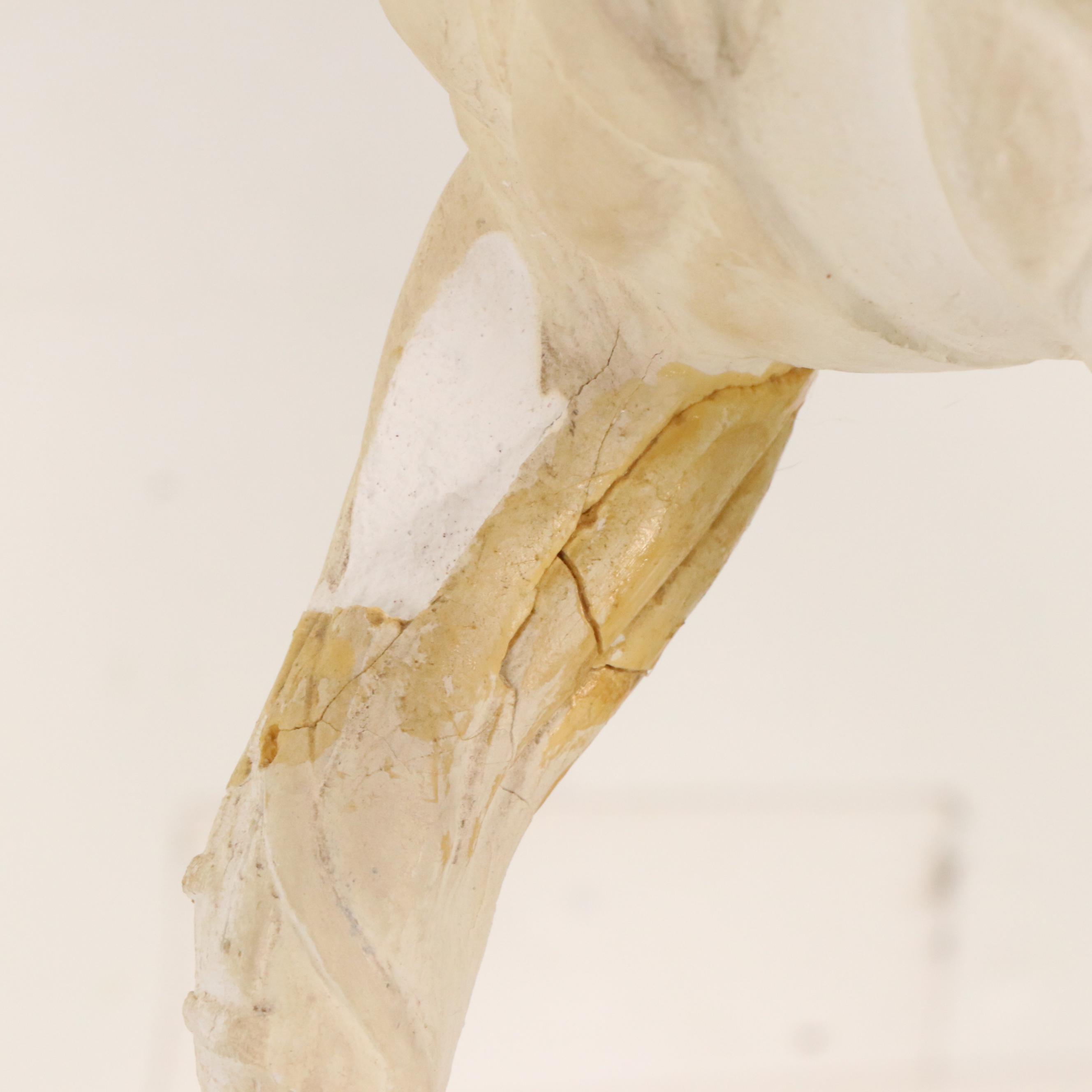 Plaster Horse Muscle Anatomy Model, 1944