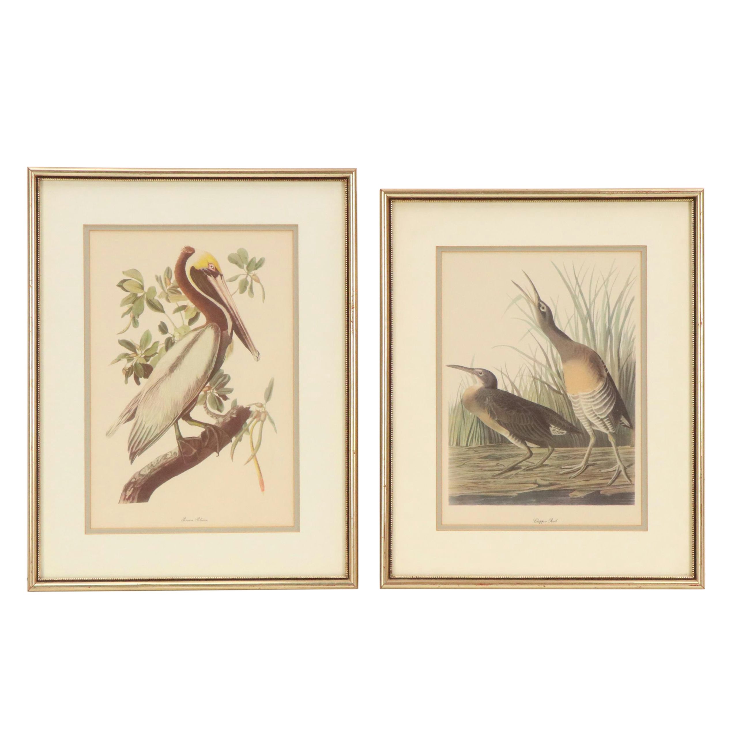 Offset Lithographs After John James Audubon, 20th Century