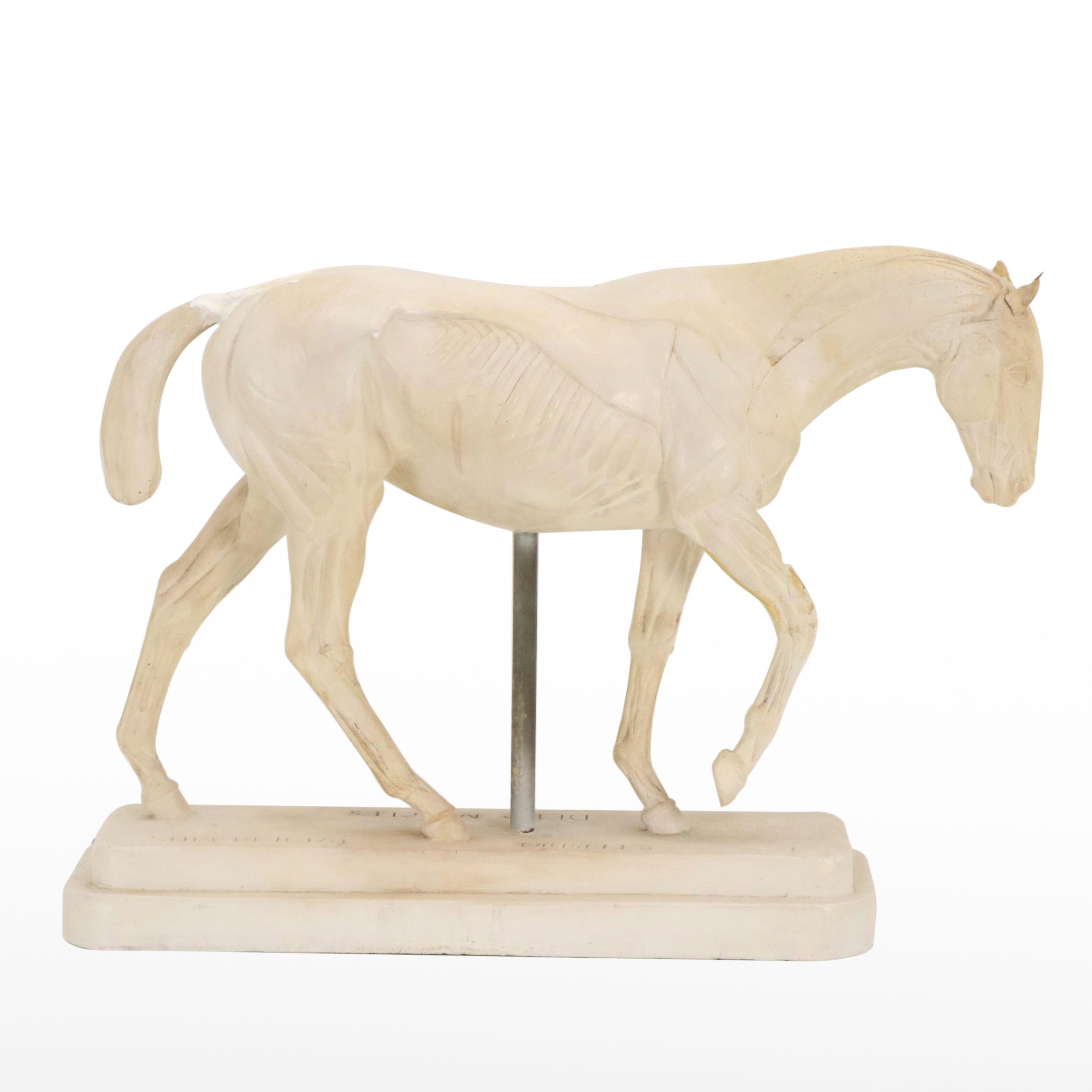 Plaster Horse Muscle Anatomy Model, 1944