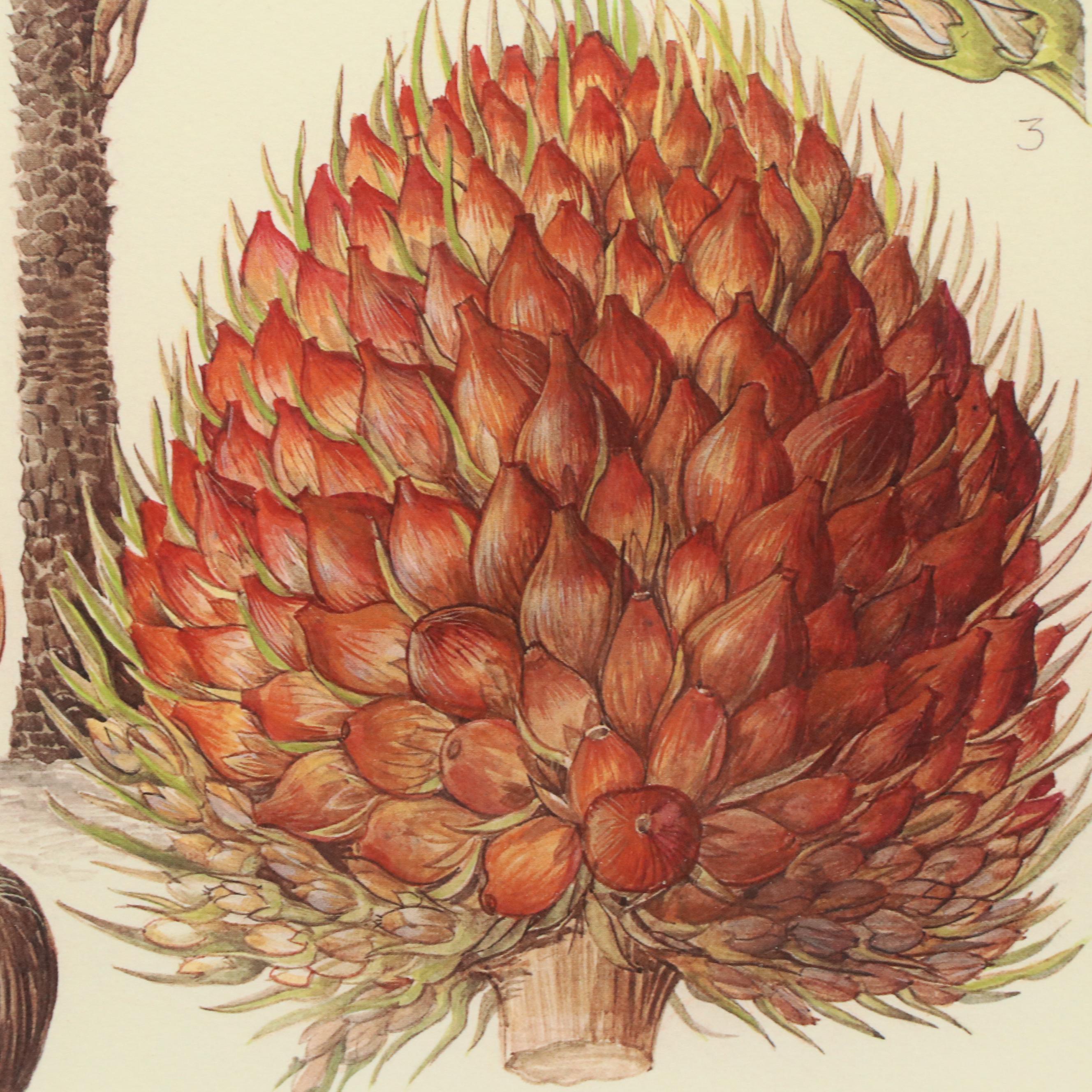 Offset Lithograph Botanical Illustration "Oil Palm"