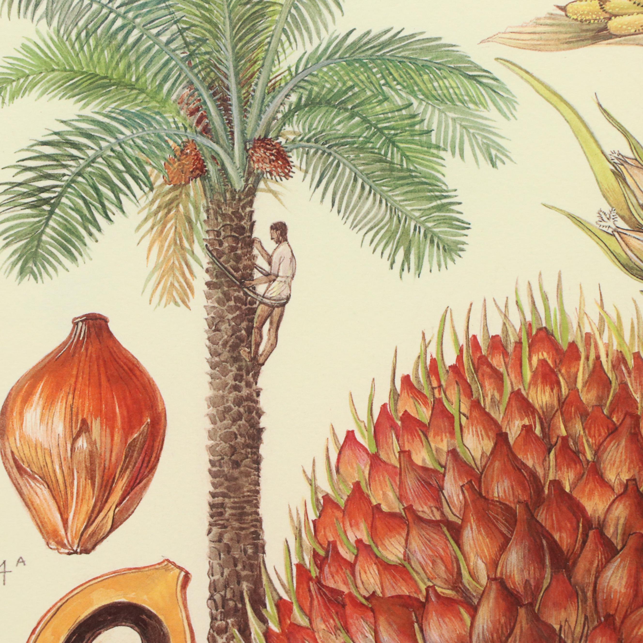 Offset Lithograph Botanical Illustration "Oil Palm"