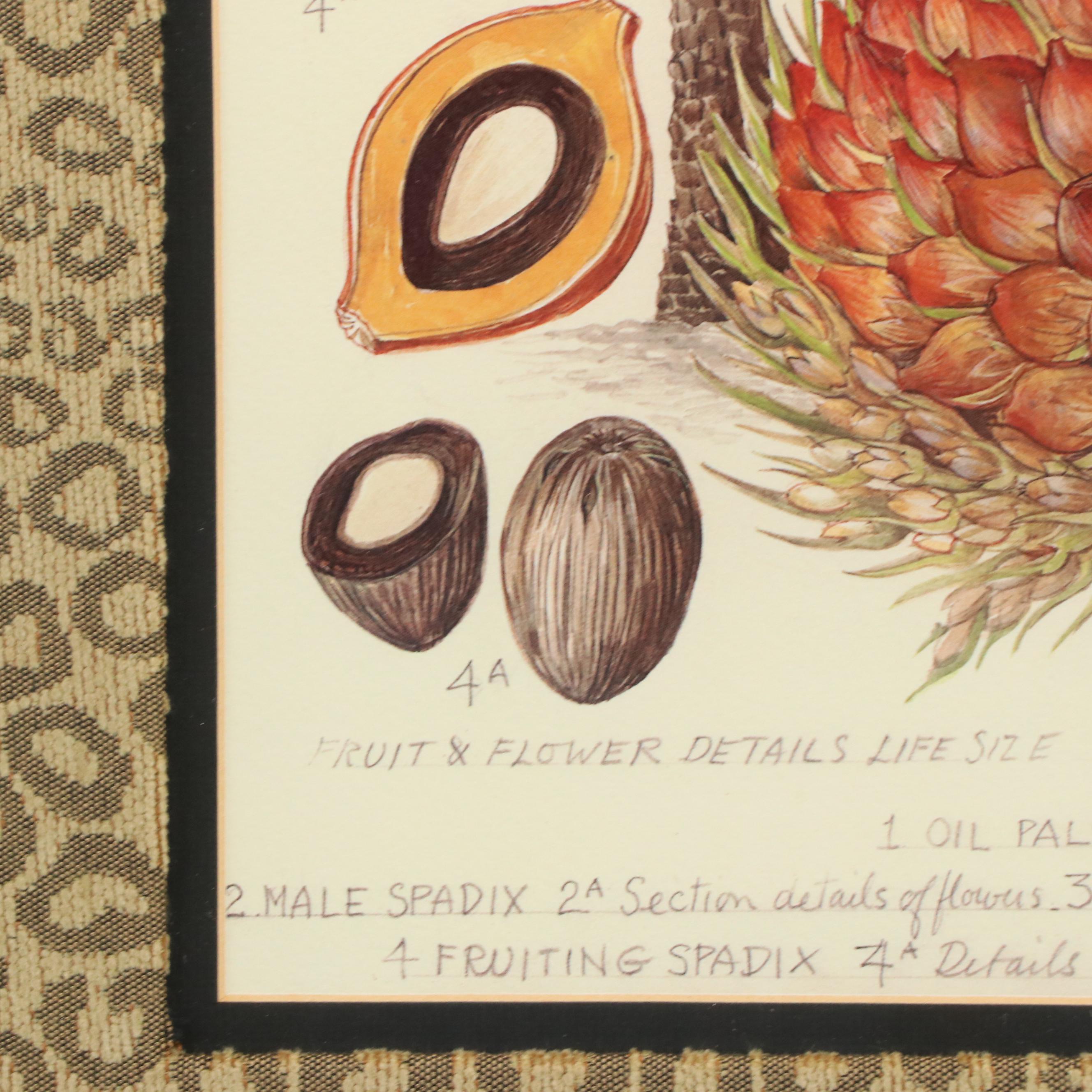 Offset Lithograph Botanical Illustration "Oil Palm"