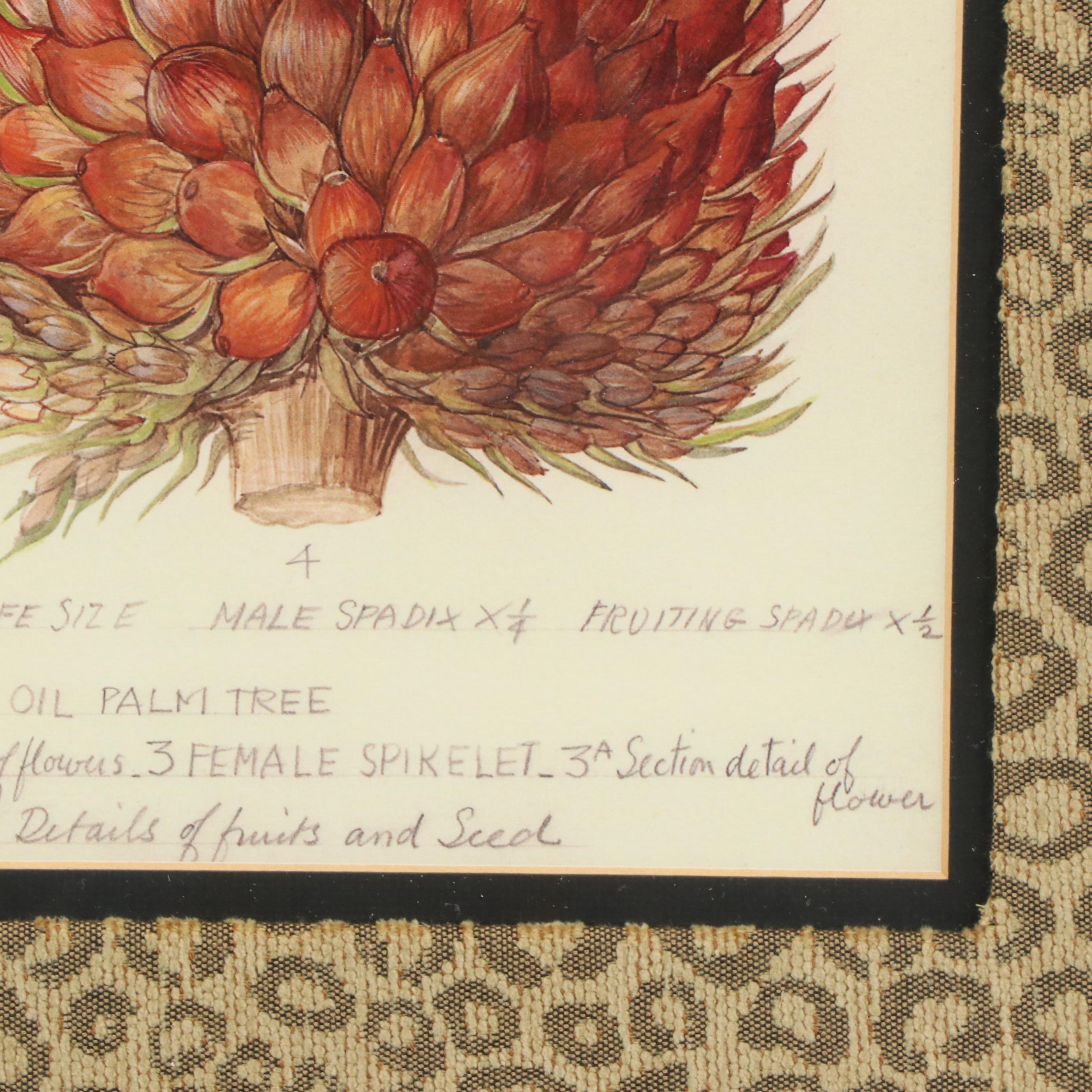 Offset Lithograph Botanical Illustration "Oil Palm"