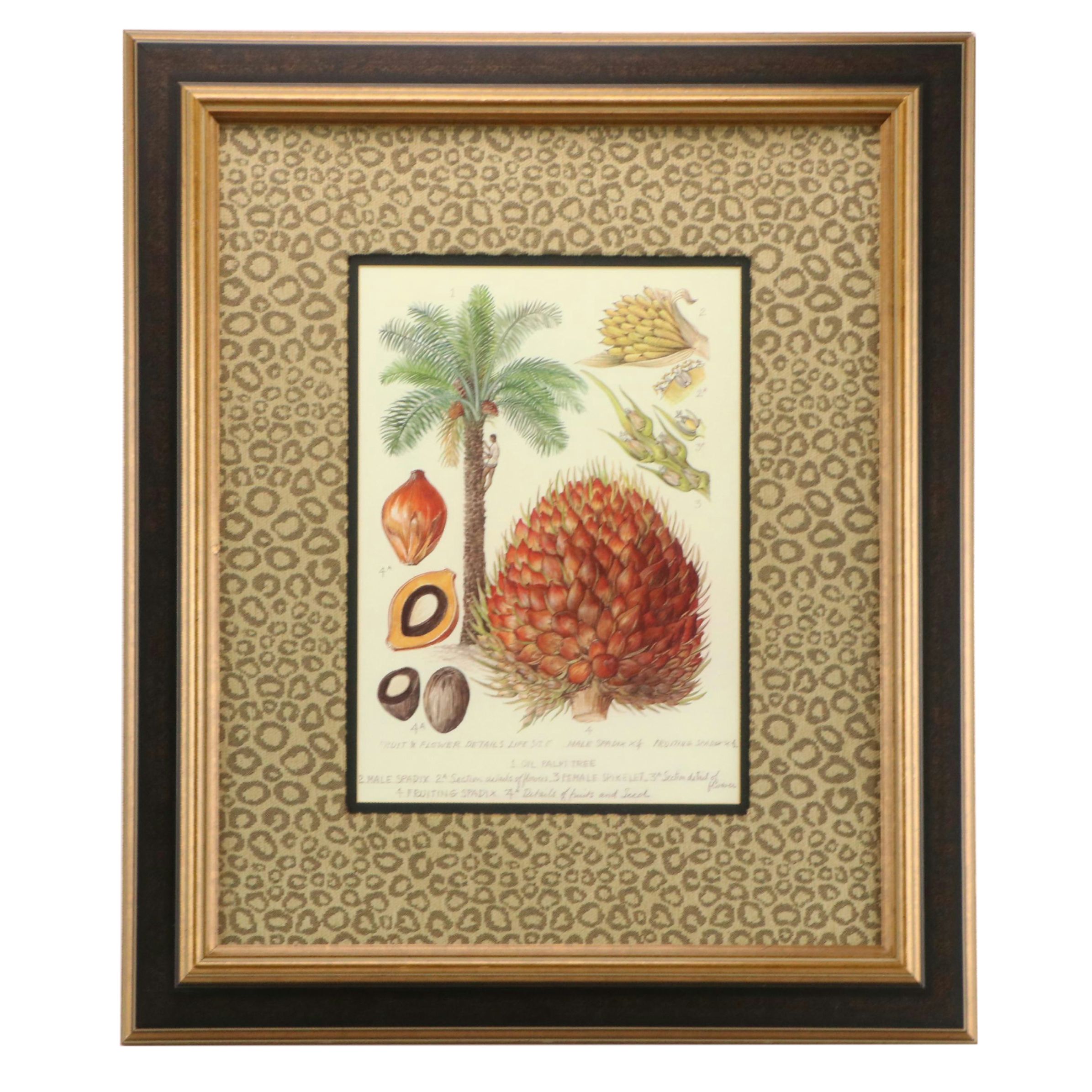 Offset Lithograph Botanical Illustration "Oil Palm"