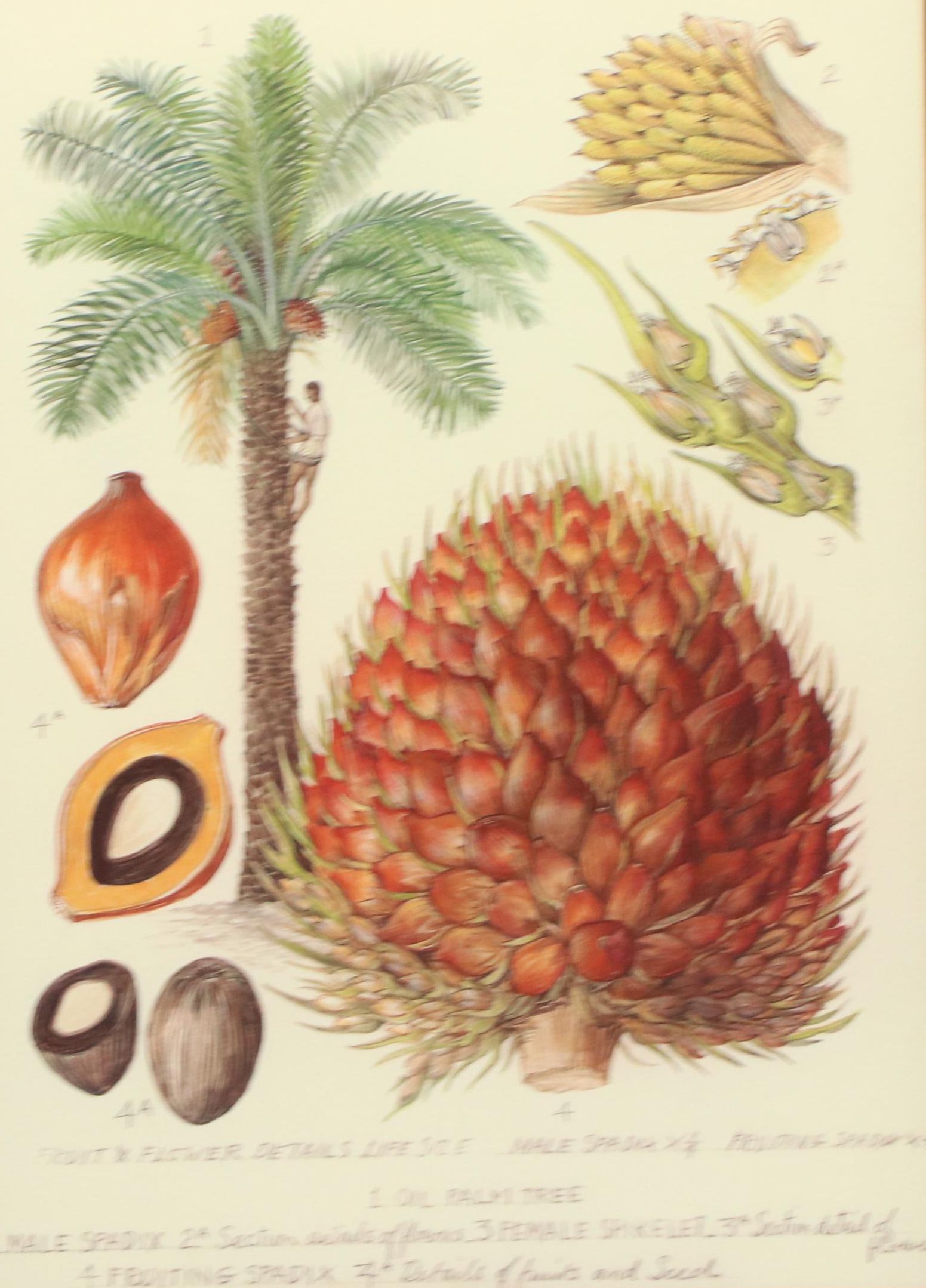 Offset Lithograph Botanical Illustration "Oil Palm"