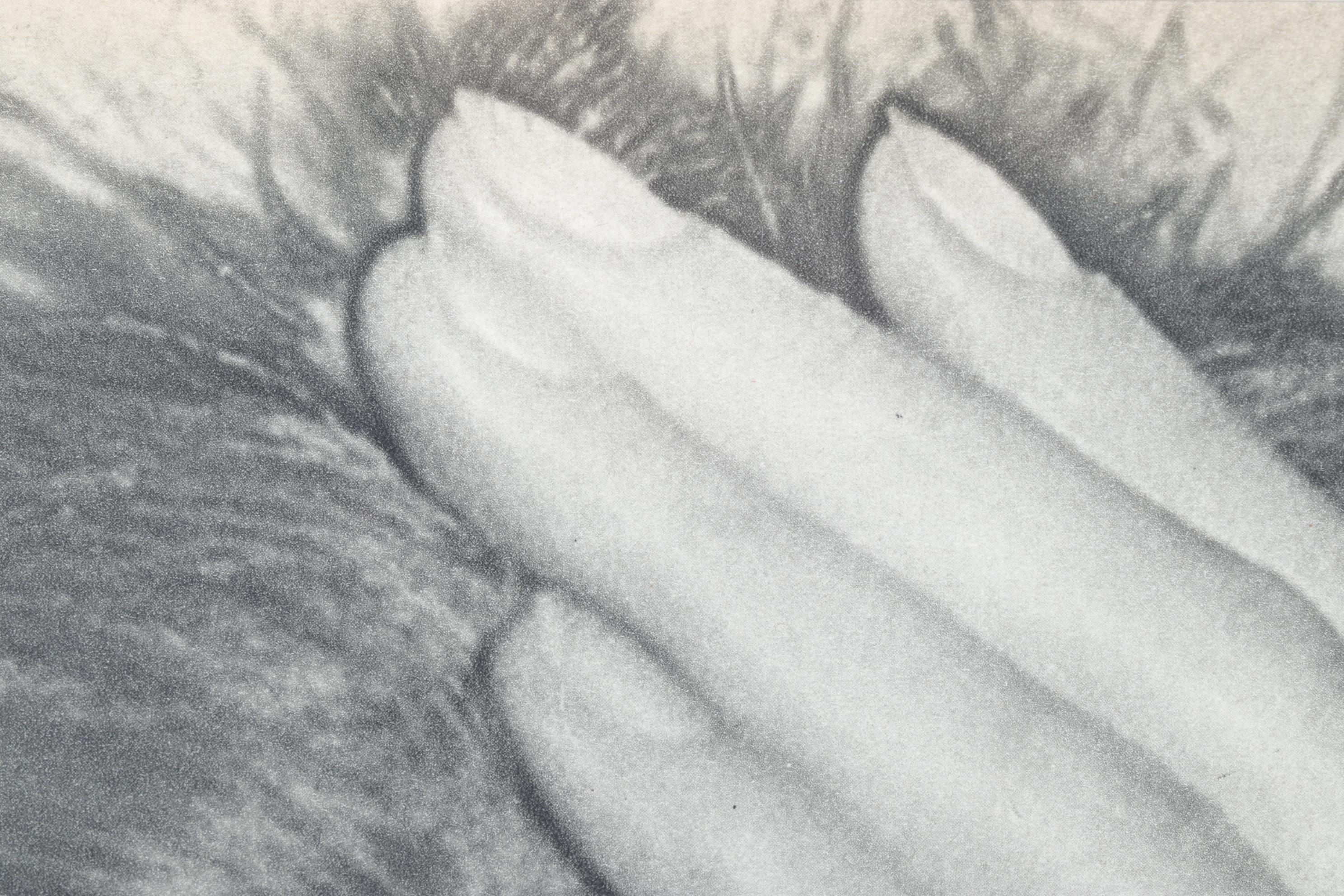 Man Ray Solarized Portrait Photogravure, 1934