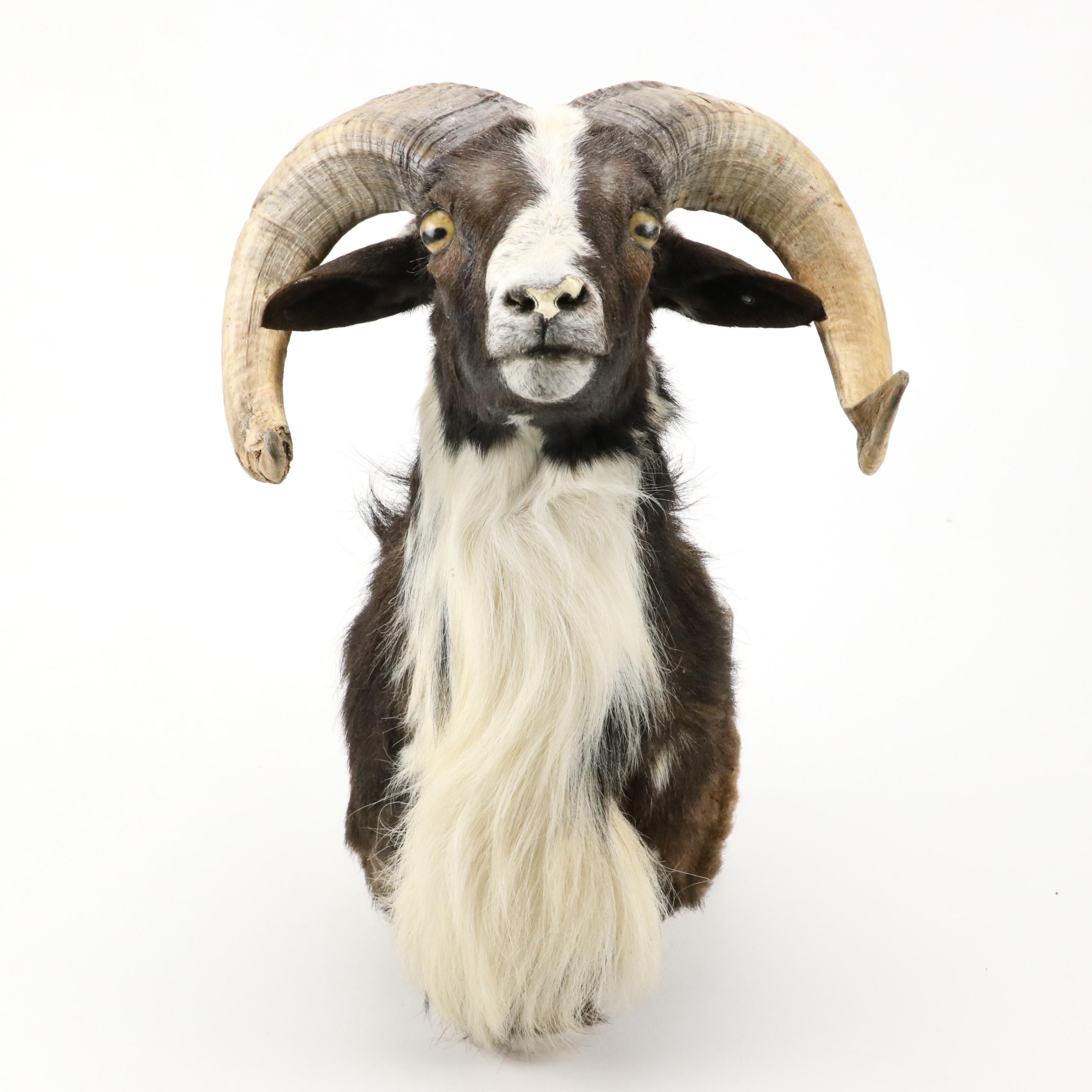 Taxidermy Texas Ram Shoulder Mount