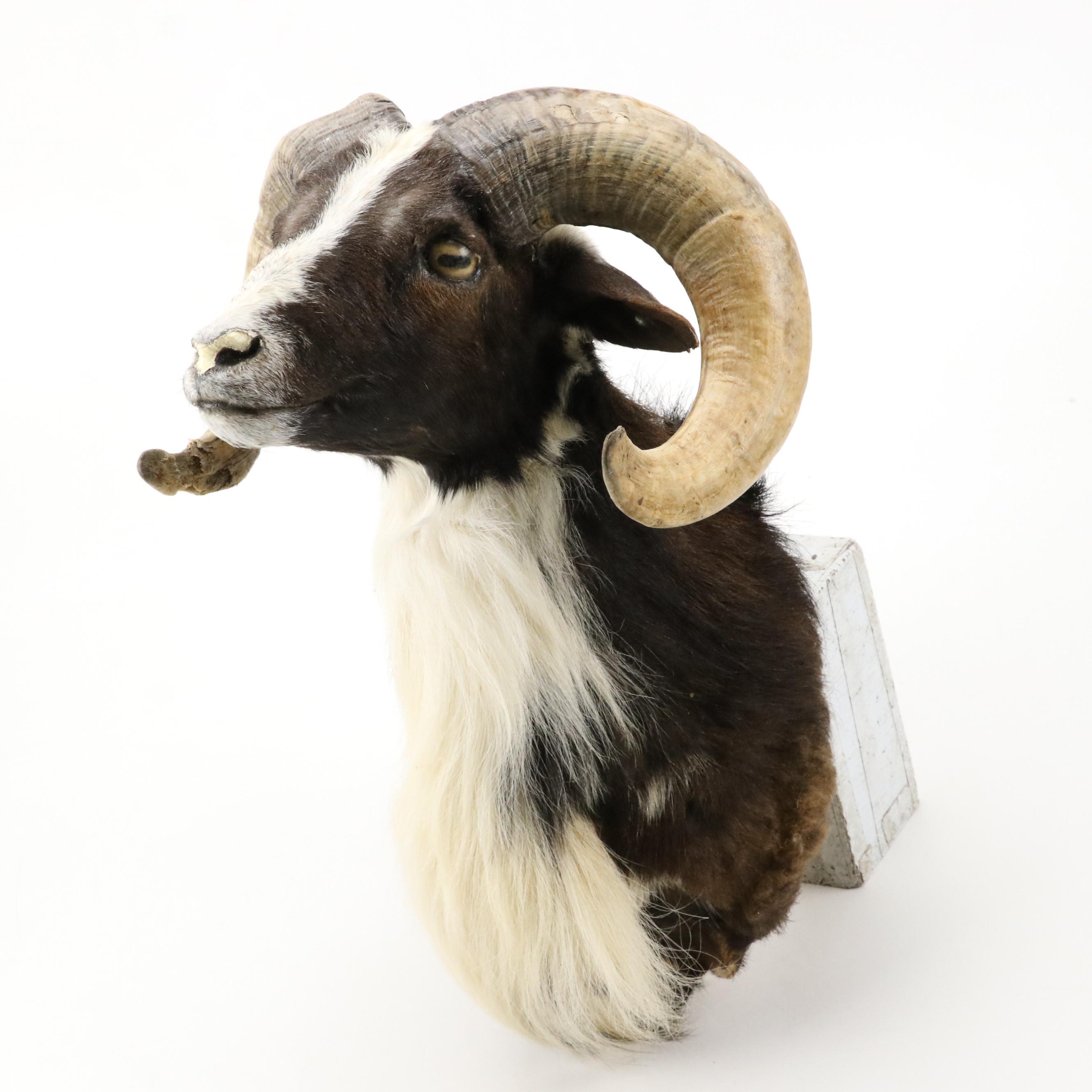Taxidermy Texas Ram Shoulder Mount