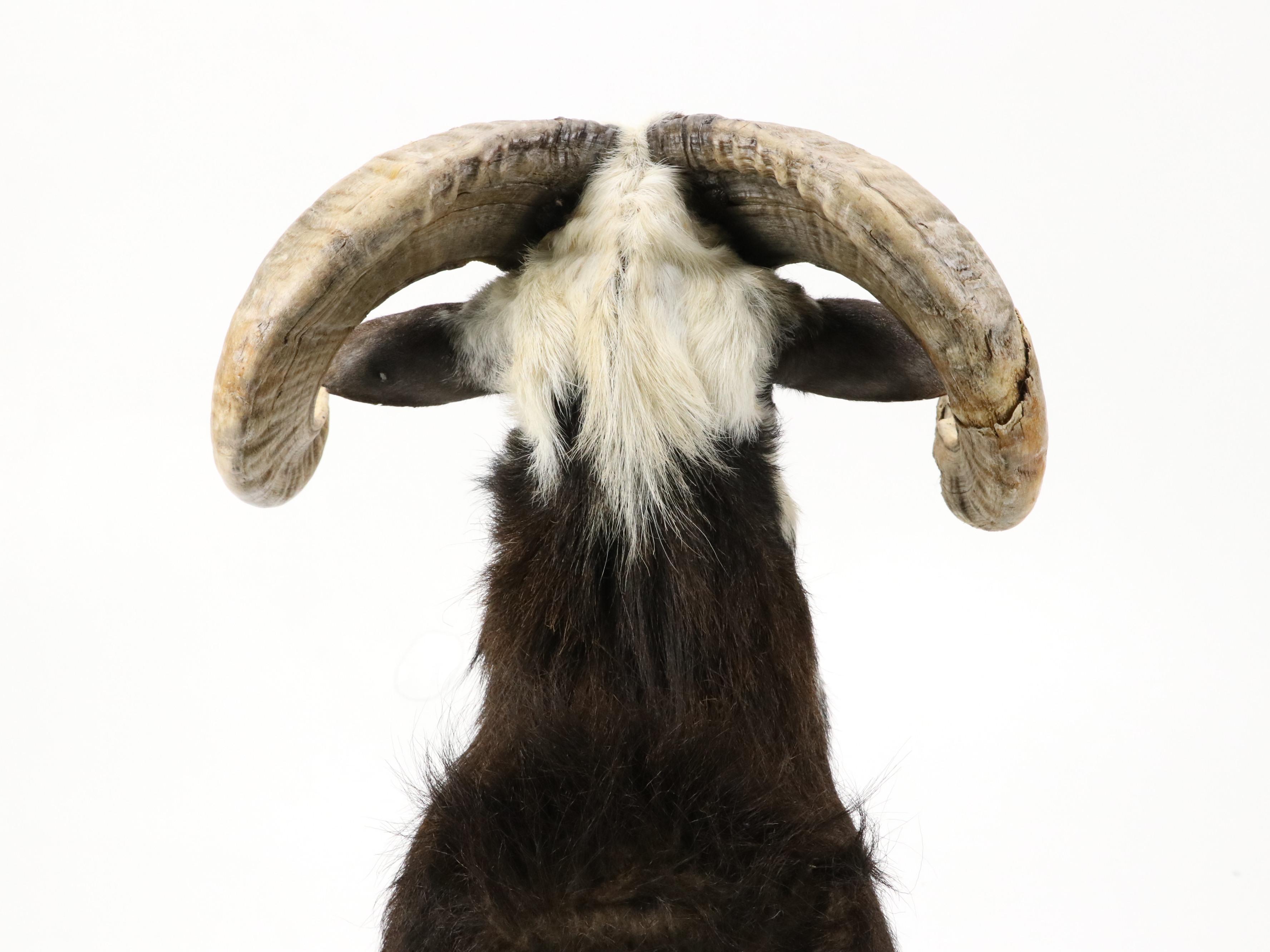 Taxidermy Texas Ram Shoulder Mount