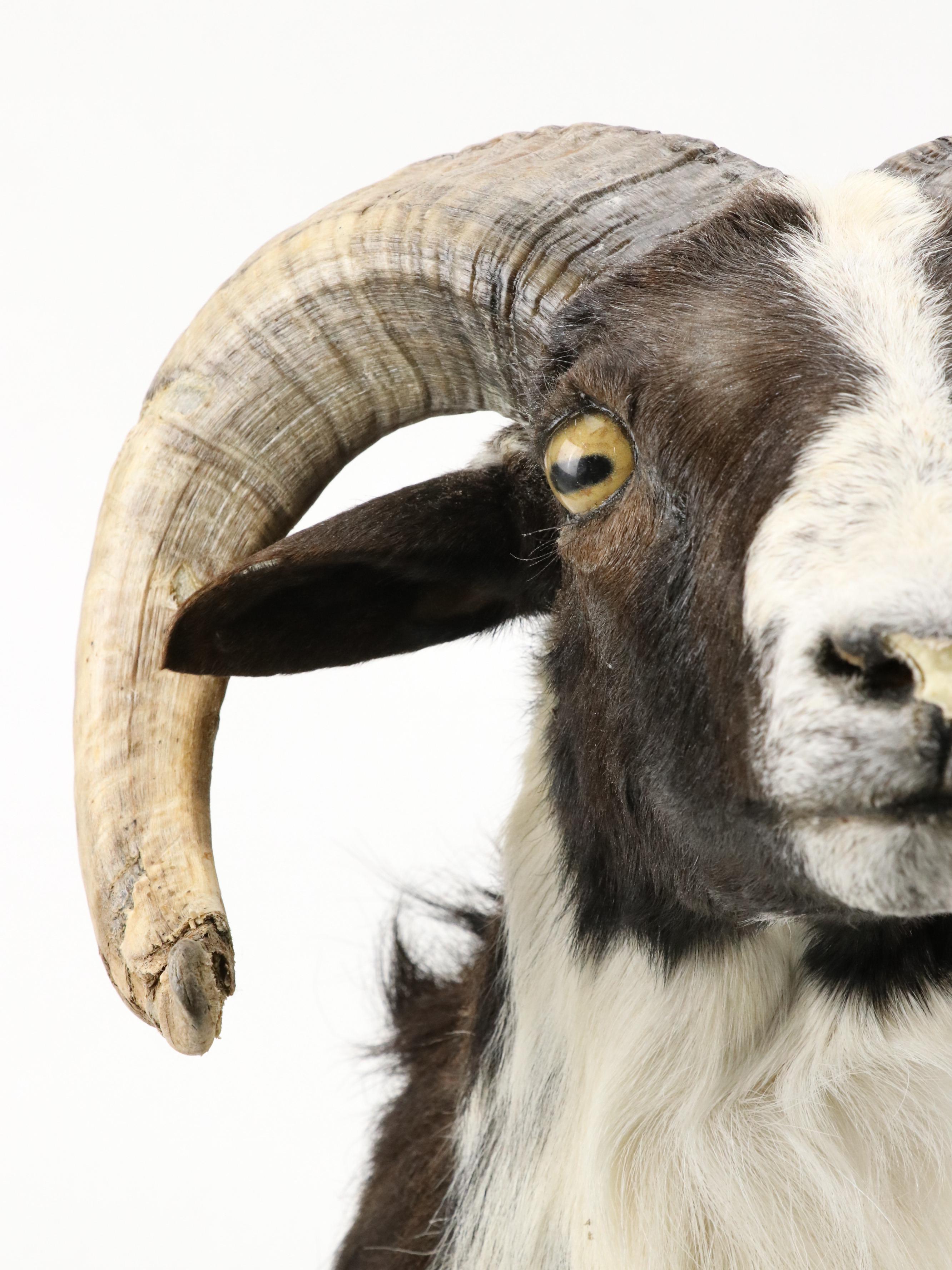 Taxidermy Texas Ram Shoulder Mount