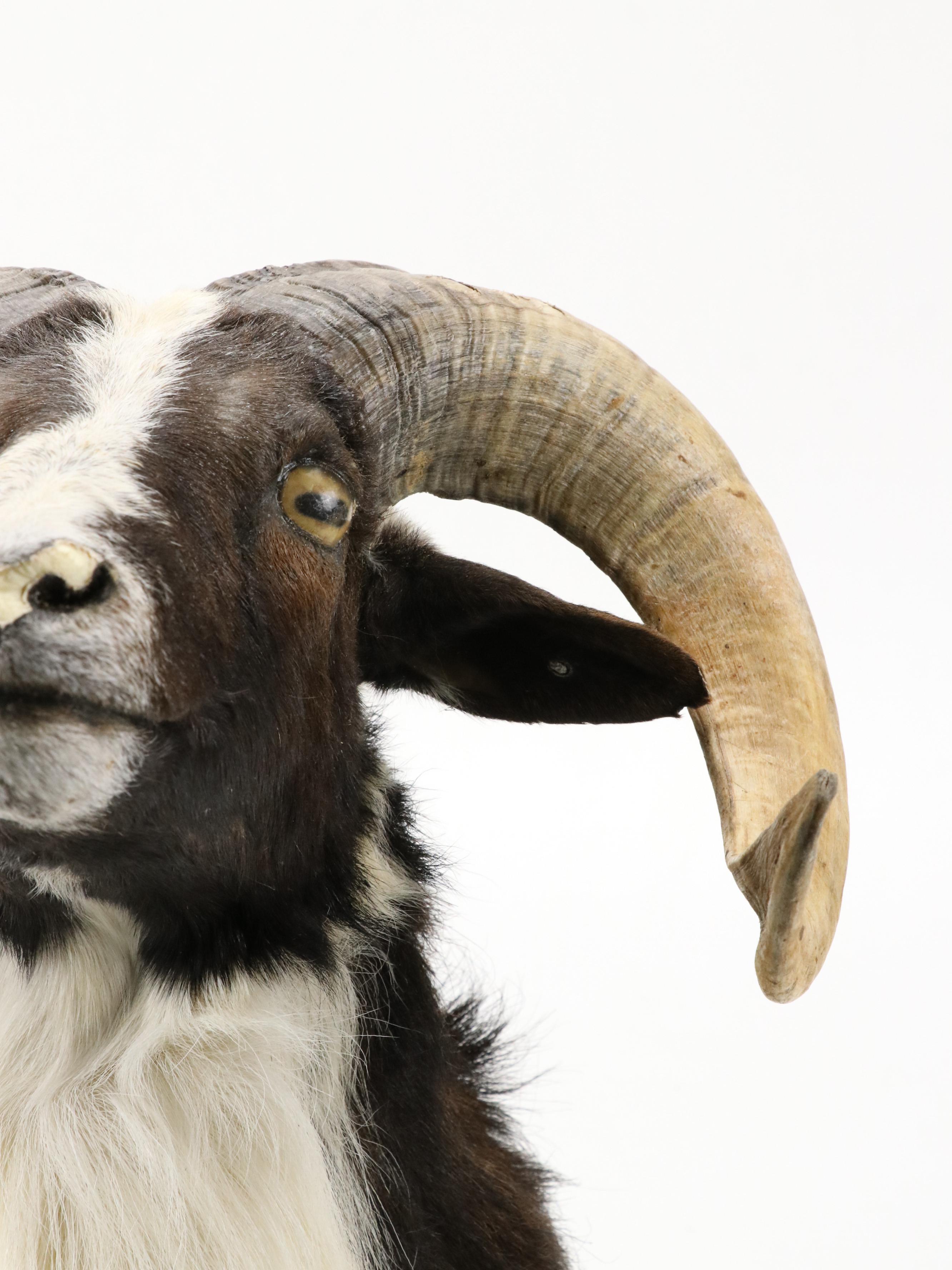 Taxidermy Texas Ram Shoulder Mount