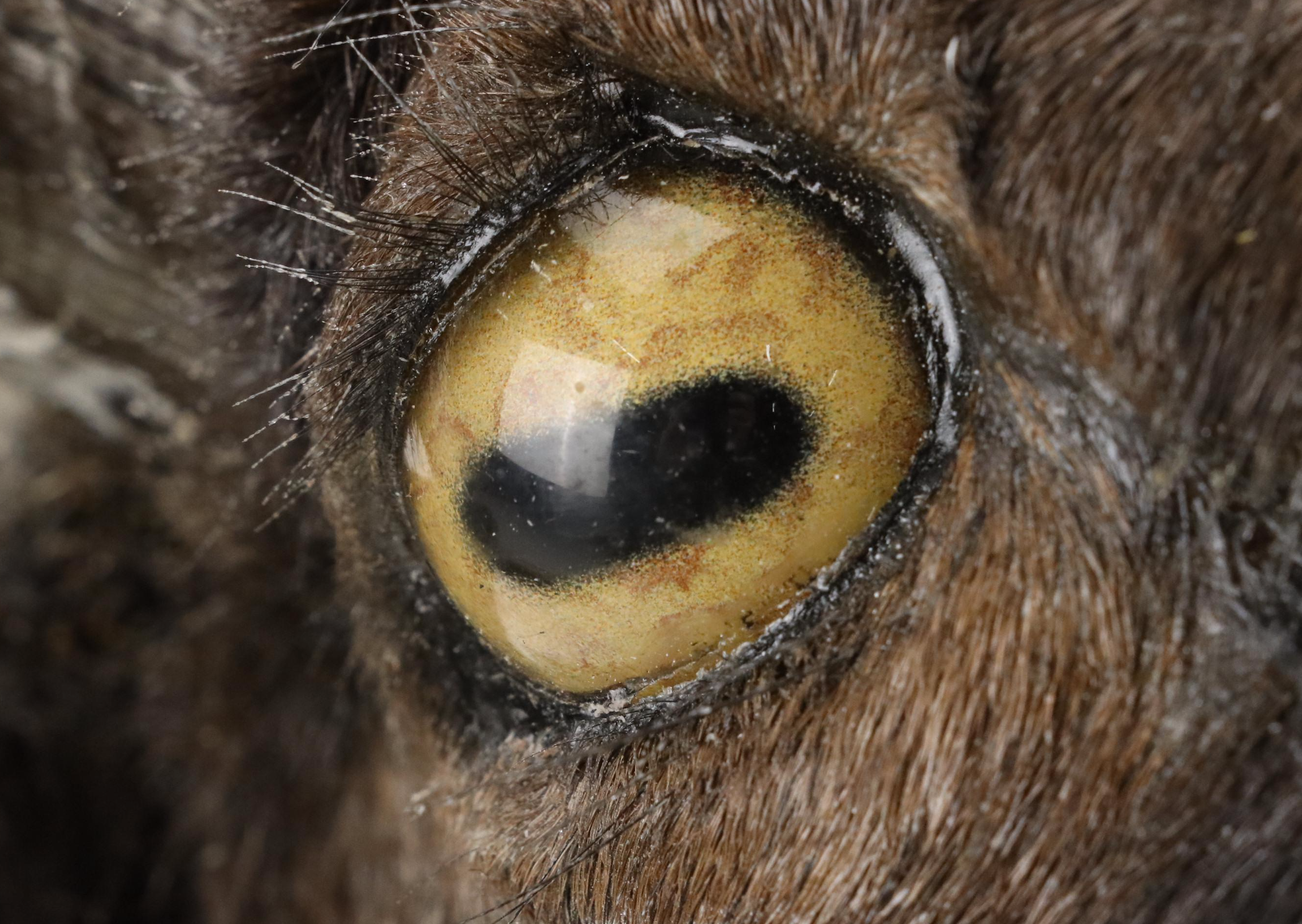 Taxidermy Texas Ram Shoulder Mount