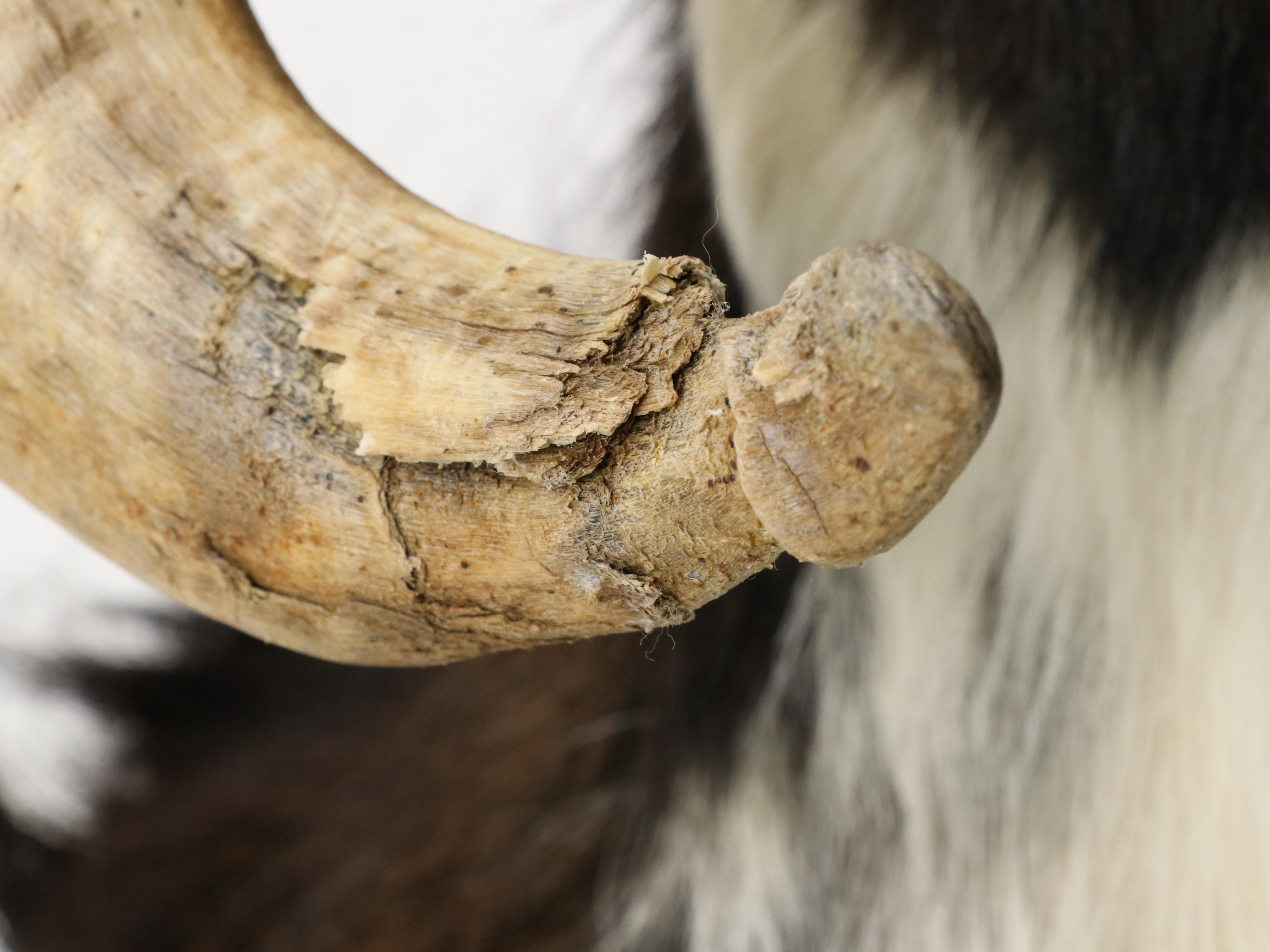 Taxidermy Texas Ram Shoulder Mount