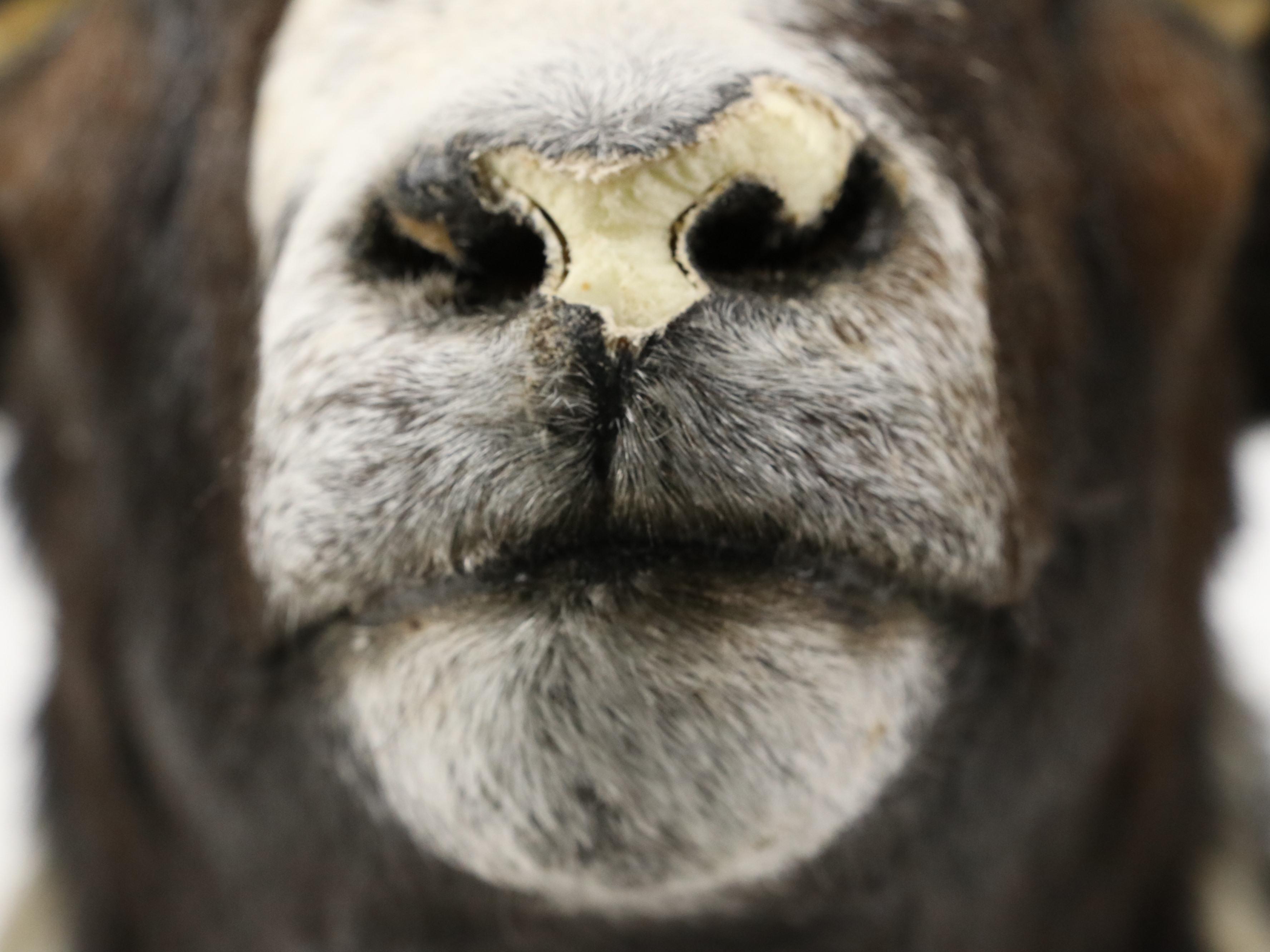 Taxidermy Texas Ram Shoulder Mount