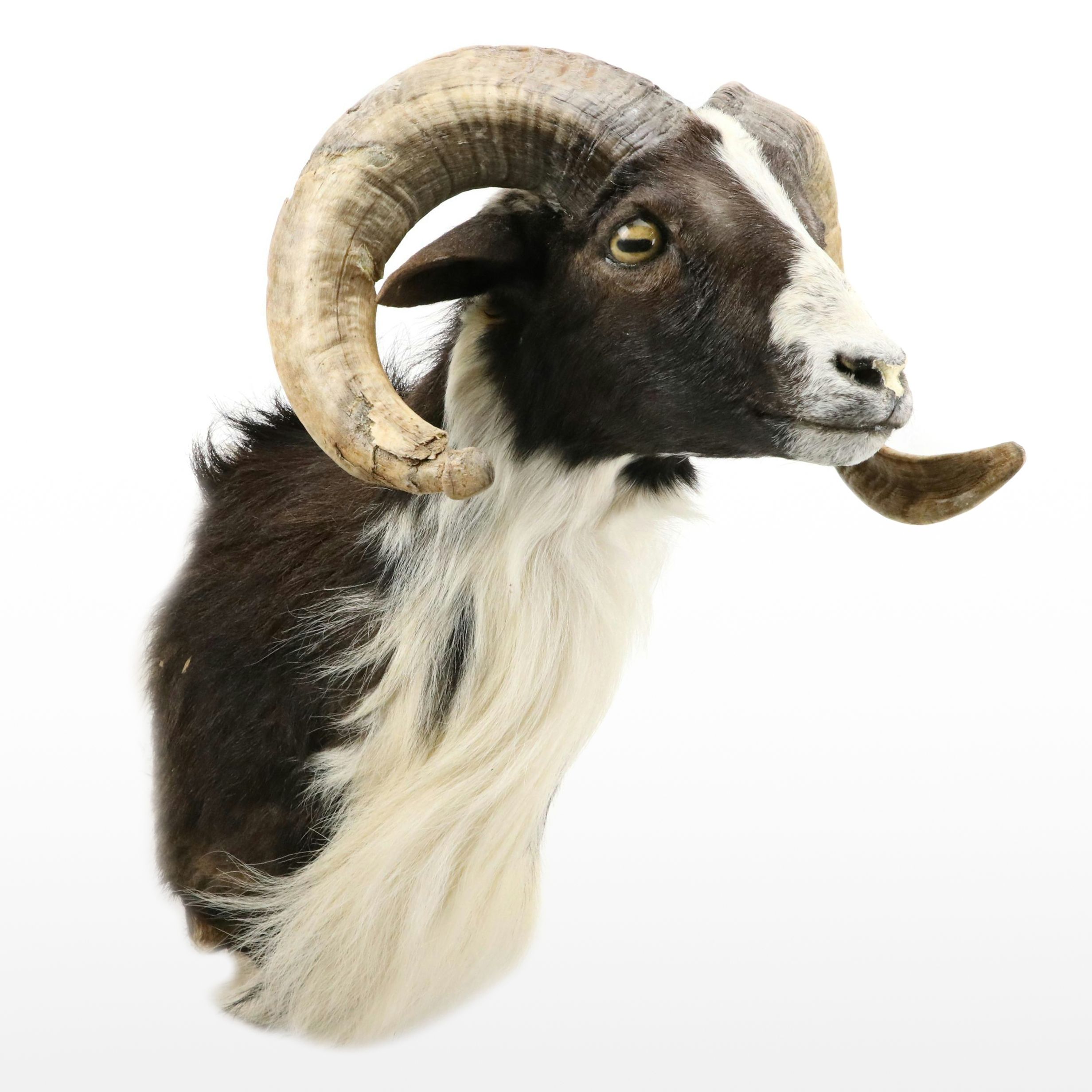 Taxidermy Texas Ram Shoulder Mount