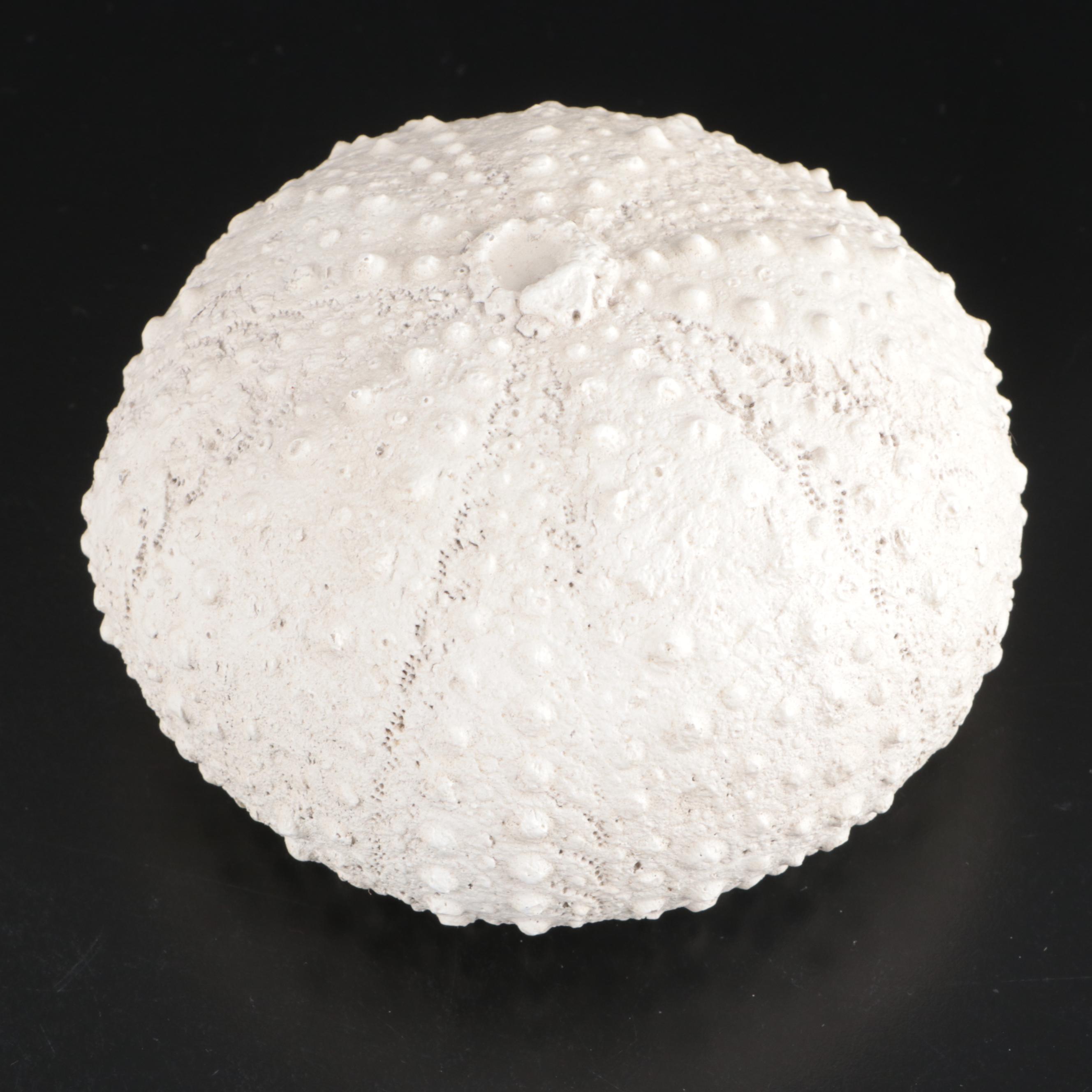 House Parts Inc. Starfish and Other Resin Nautical Figurines