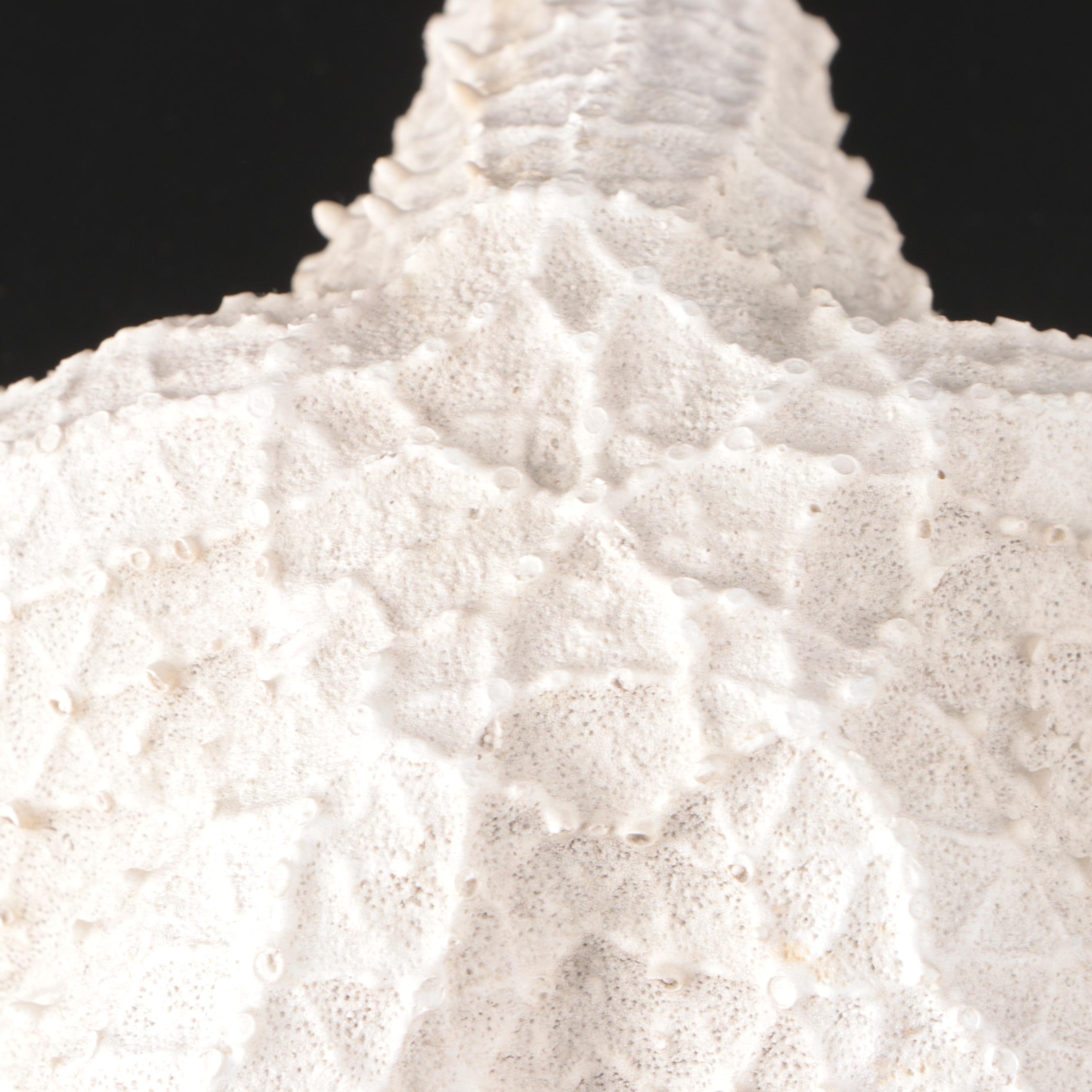 House Parts Inc. Starfish and Other Resin Nautical Figurines