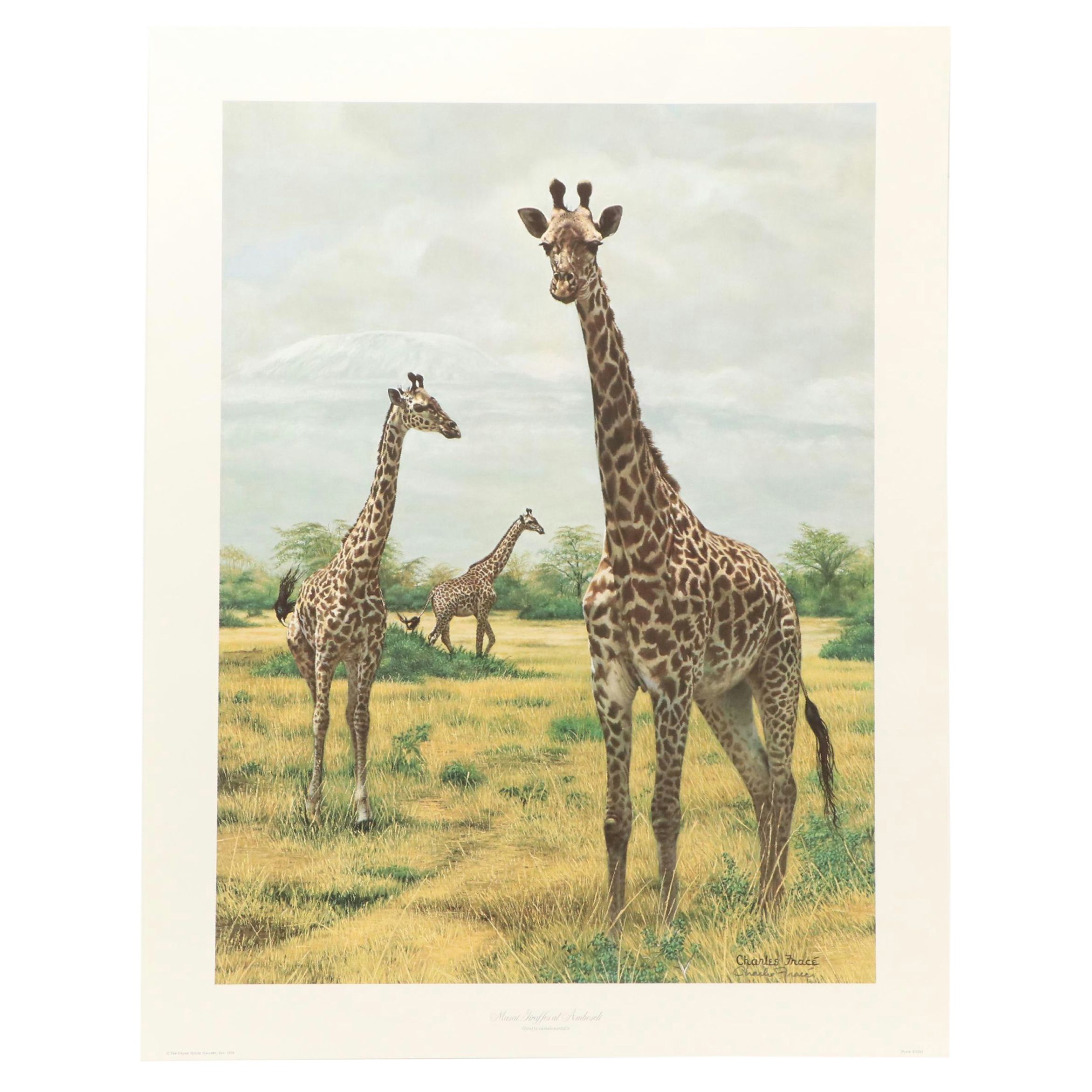 Charles Fracé Offset Lithograph "Masai Giraffes at Amboseli," Circa 1976