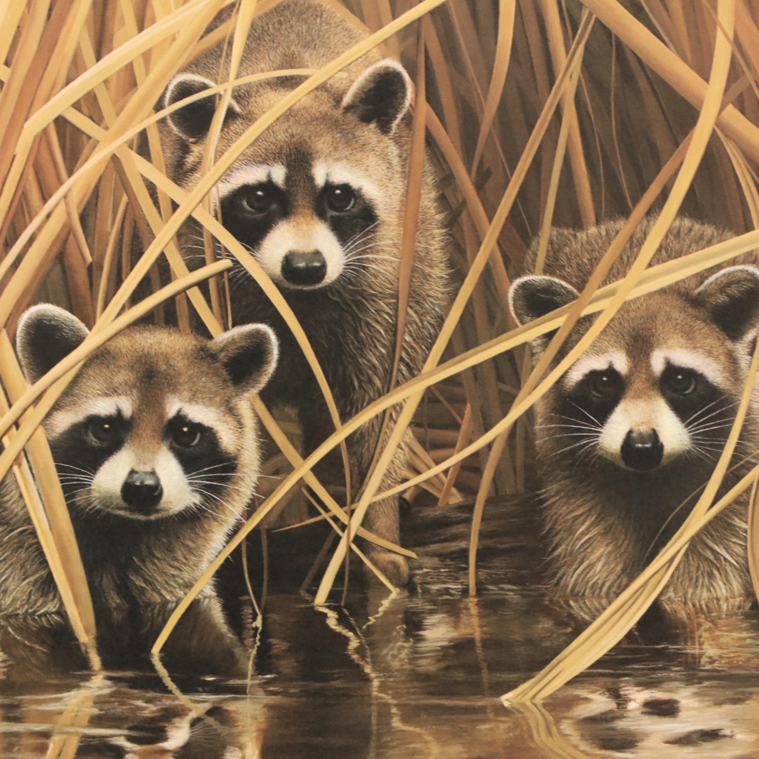 Charles Fracé Offset Lithograph "Raccoon," Circa 1978