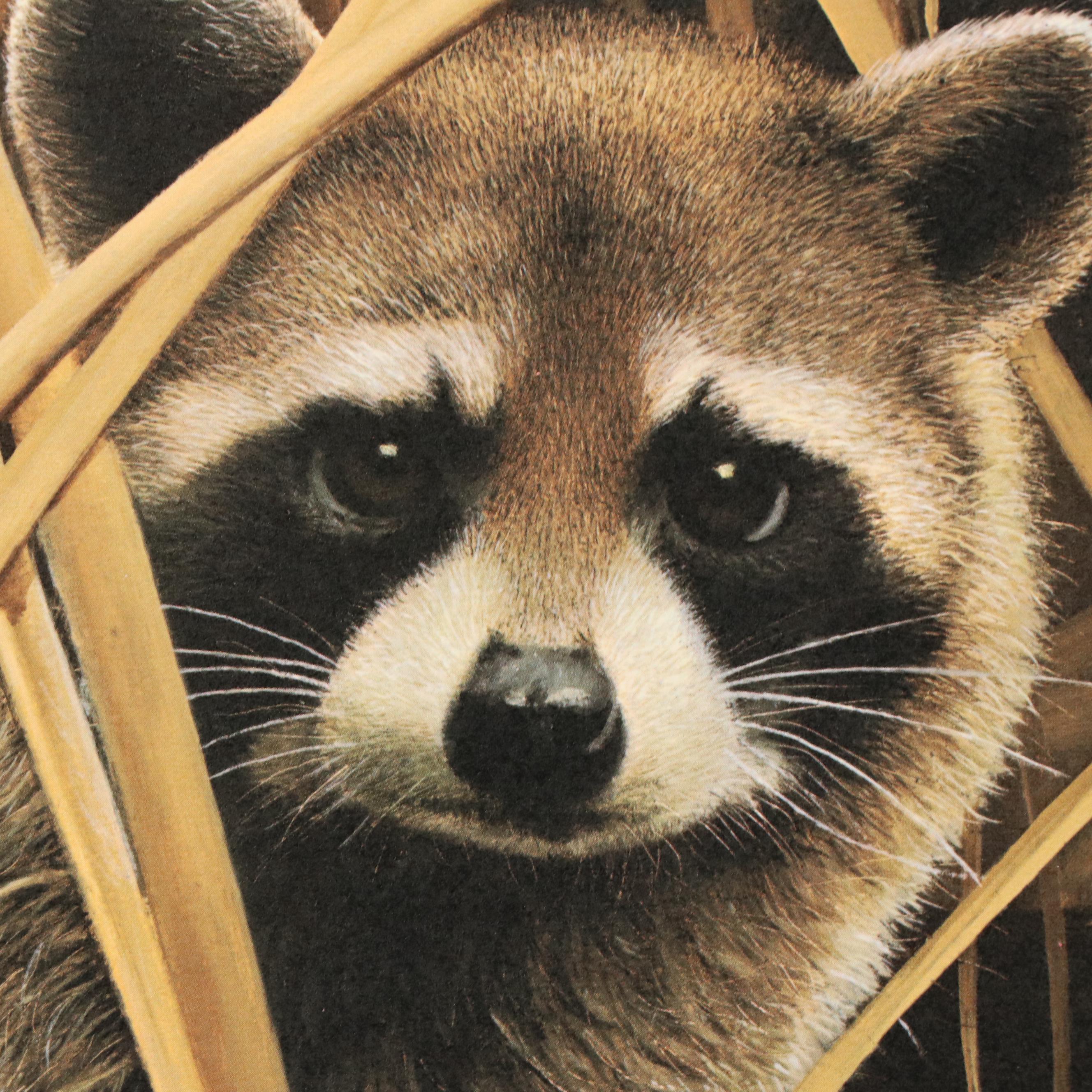 Charles Fracé Offset Lithograph "Raccoon," Circa 1978