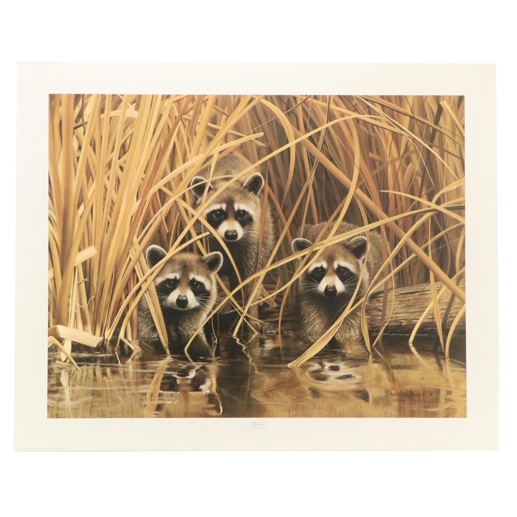 Charles Fracé Offset Lithograph "Raccoon," Circa 1978